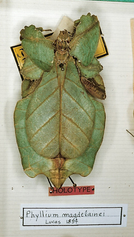 CollectionObject 1561246; 52514916-69bb-43da-8244-0084b226fad5: copyright MNHN, Paris. female of synonym Phyllium magdelainei (holotype). (CollectionObject).