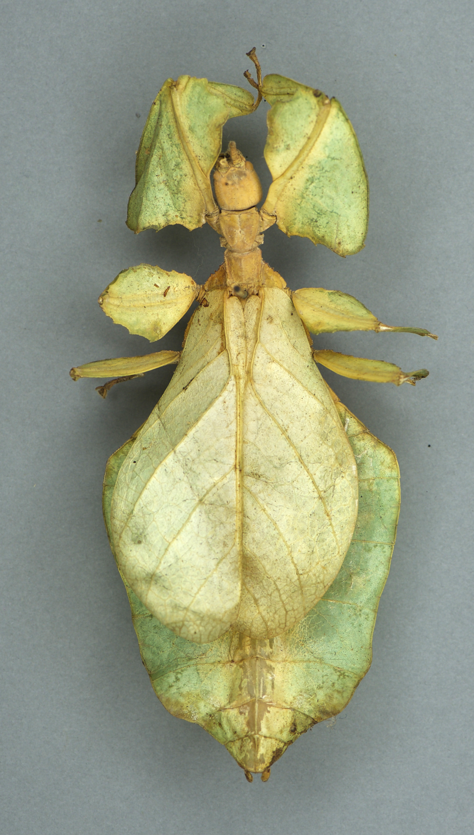 CollectionObject 1561248; 3ba9d821-6893-4d24-9da4-64848fa3b1df: Copyright OUMNH. female, dorsal view (lectotype). (CollectionObject).