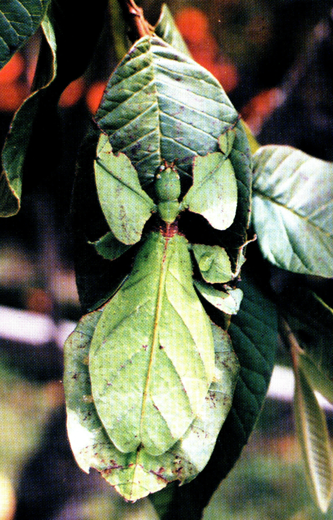 Pulchriphyllium giganteum (Hausleithner, 1984): copyright Paul D. Brock. female, Tanah Rata, Cameron Highlands, Malaysia. (Otu).