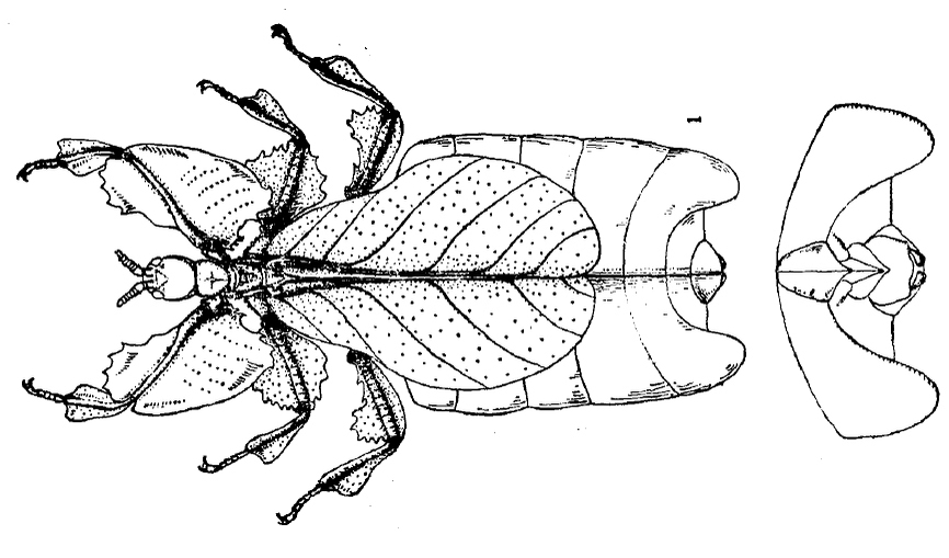 CollectionObject 1561256; 238314c8-7058-41aa-8a59-3a822a5a2be1: original publication. female (holotype). (CollectionObject).