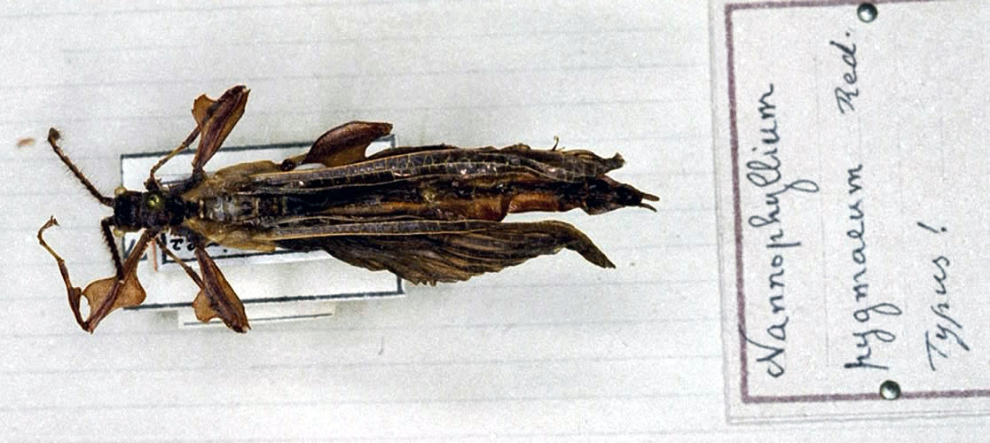 Nanophyllium Redtenbacher, 1906: copyright Paul D. Brock. male of Nanophyllium pygmaeum [type species]. (Otu).