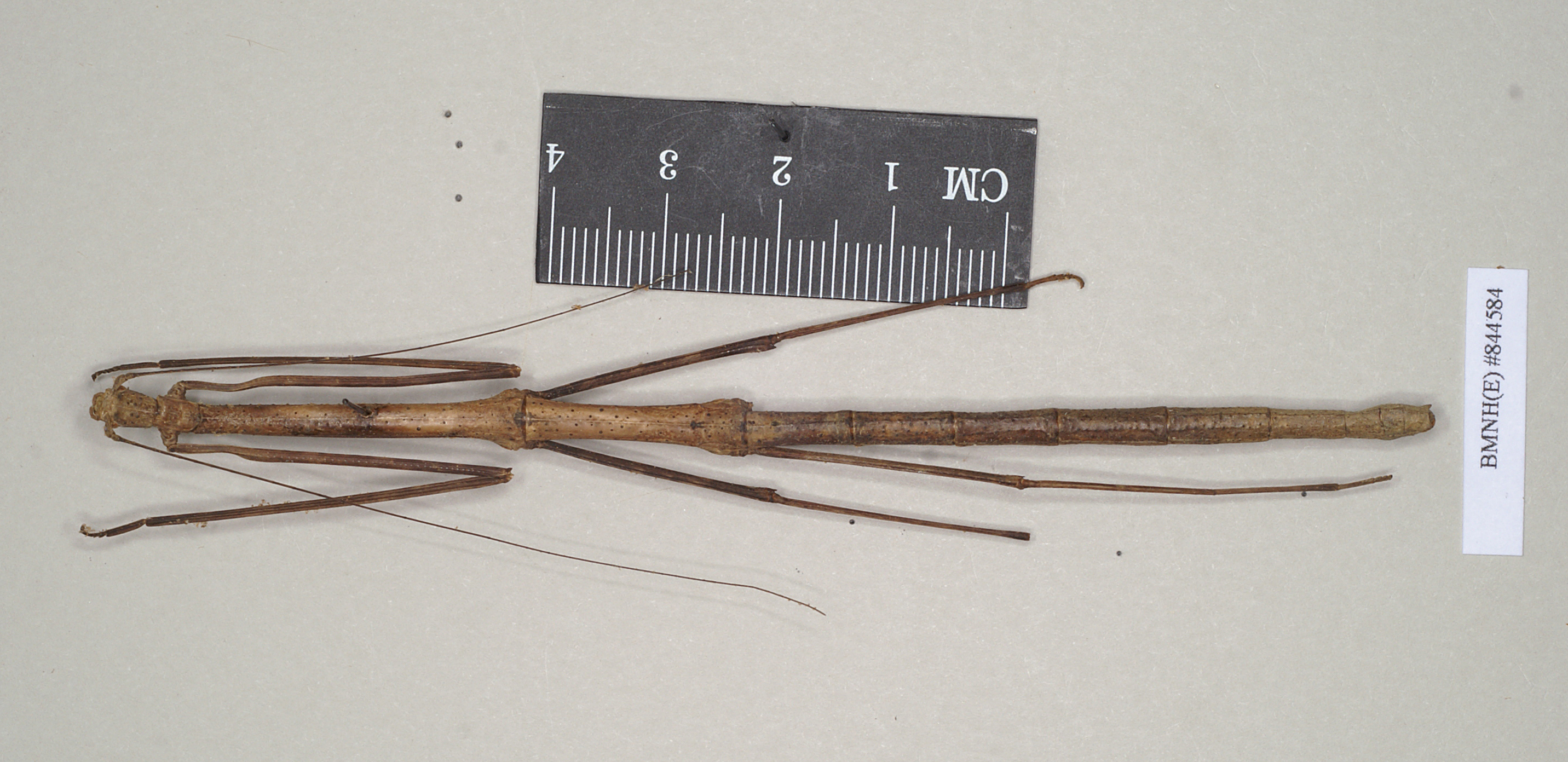 Austrocarausius Brock, 2000: copyright NHMUK. female of Austrocarausius nigropunctatus [type species]. (Otu).