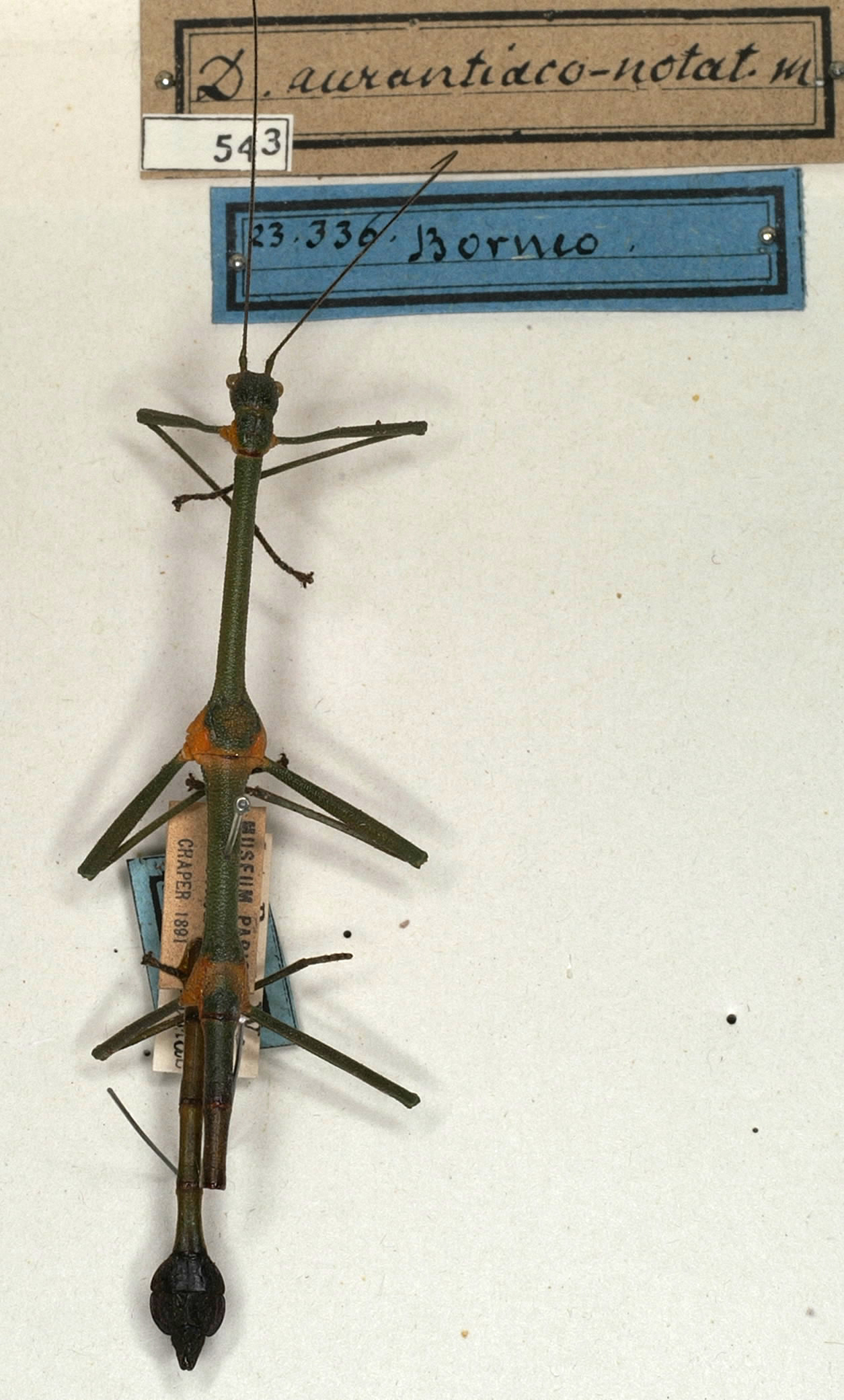 CollectionObject 1557715; dd8a1d32-8b68-4bda-846d-b6460e83d645: copyright NMW, Vienna. male of synonym Dixippus aurantiaconotatus (holotype). (CollectionObject).