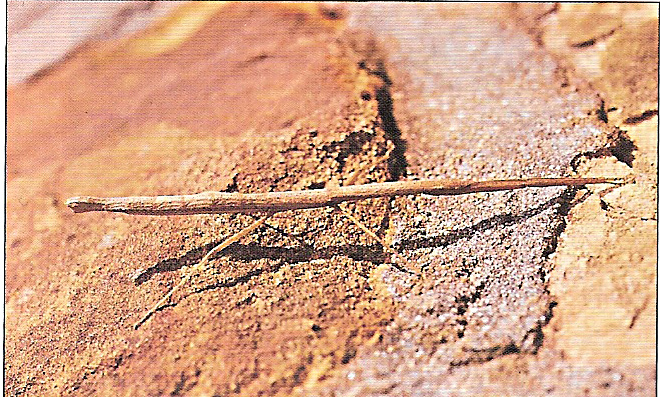 Carausius morosus Brunner von Wattenwyl, 1907: copyright Paul Brock. female, South Africa: Constantia Nek, Western Cape Province, 13.ix.1998. (Otu).