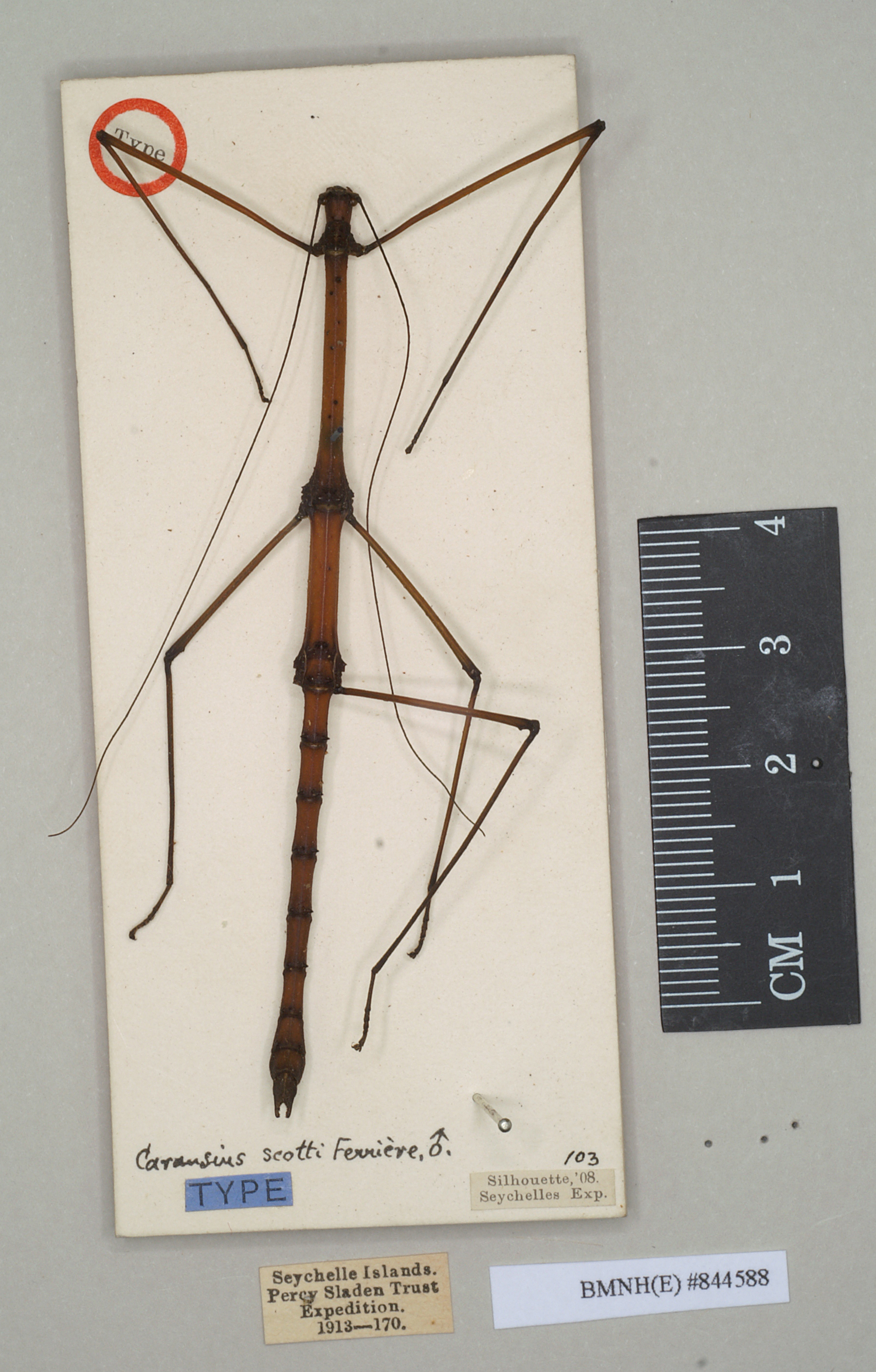 CollectionObject 1557738; NHMUK(SF IMPORT DUPLICATE) 844588, 3001684b-8f31-44c7-97e9-d3433e8d3ae7: copyright Natural History Museum, London. male (holotype). (CollectionObject).