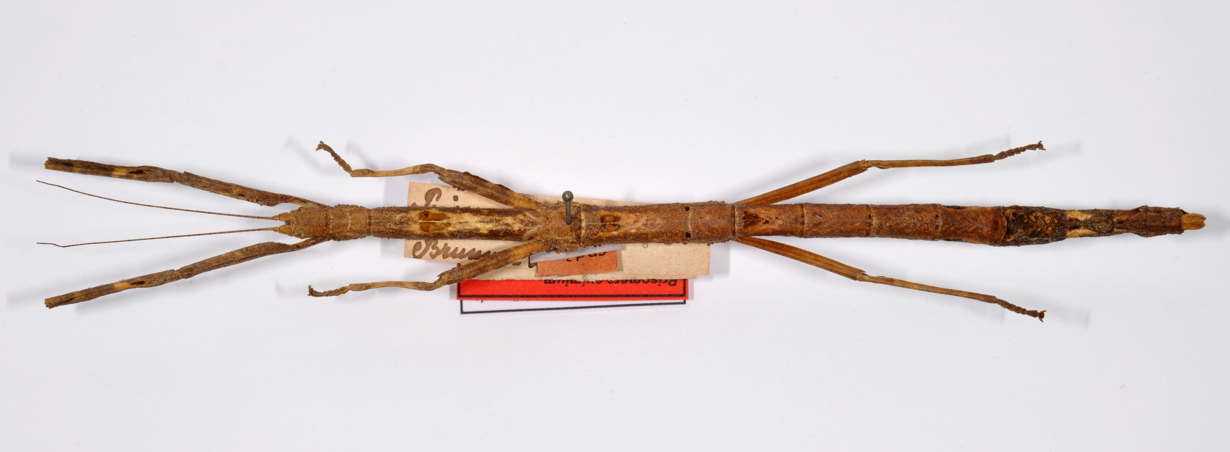 CollectionObject 1558944; b36e0917-46c1-4dfa-91ff-7133b191826e: copyright ZMHB, Berlin. female, dorsal view of synonym Prisomera eximium (holotype). (CollectionObject).