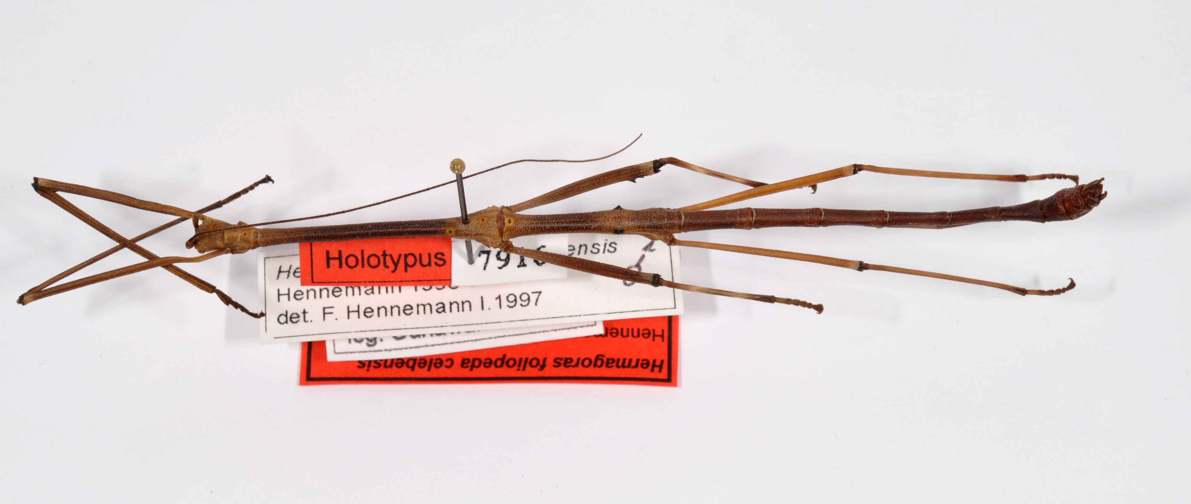 CollectionObject 1558942; 5d70bf40-55bd-470e-a6f4-8500c908c6f1: copyright ZMHB, Berlin. male, dorsal view of Hermagoras foliopeda celebensis (holotype). (CollectionObject).
