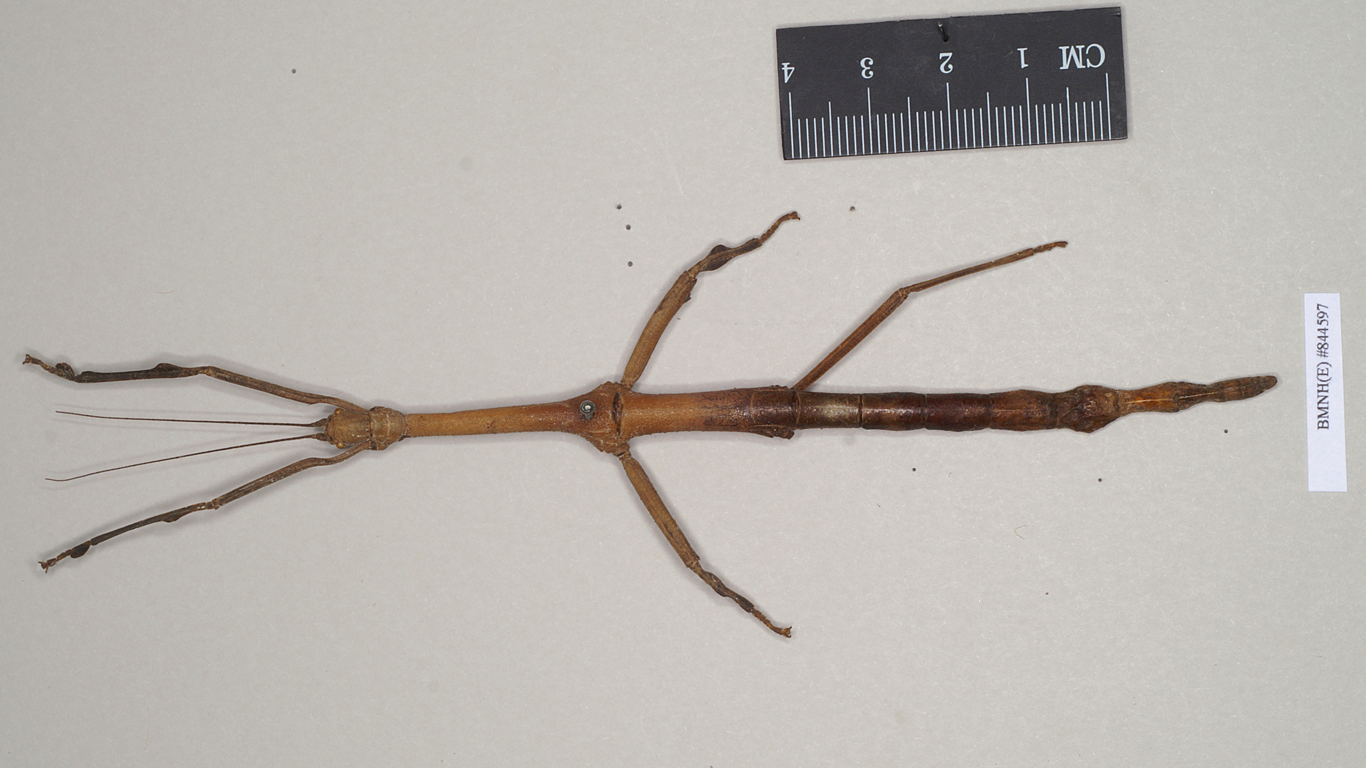 Lonchodes brevipes Gray, 1835: copyright Natural History Museum, London. female of synonym Lonchodes pterodactylus (syntype). (Otu).