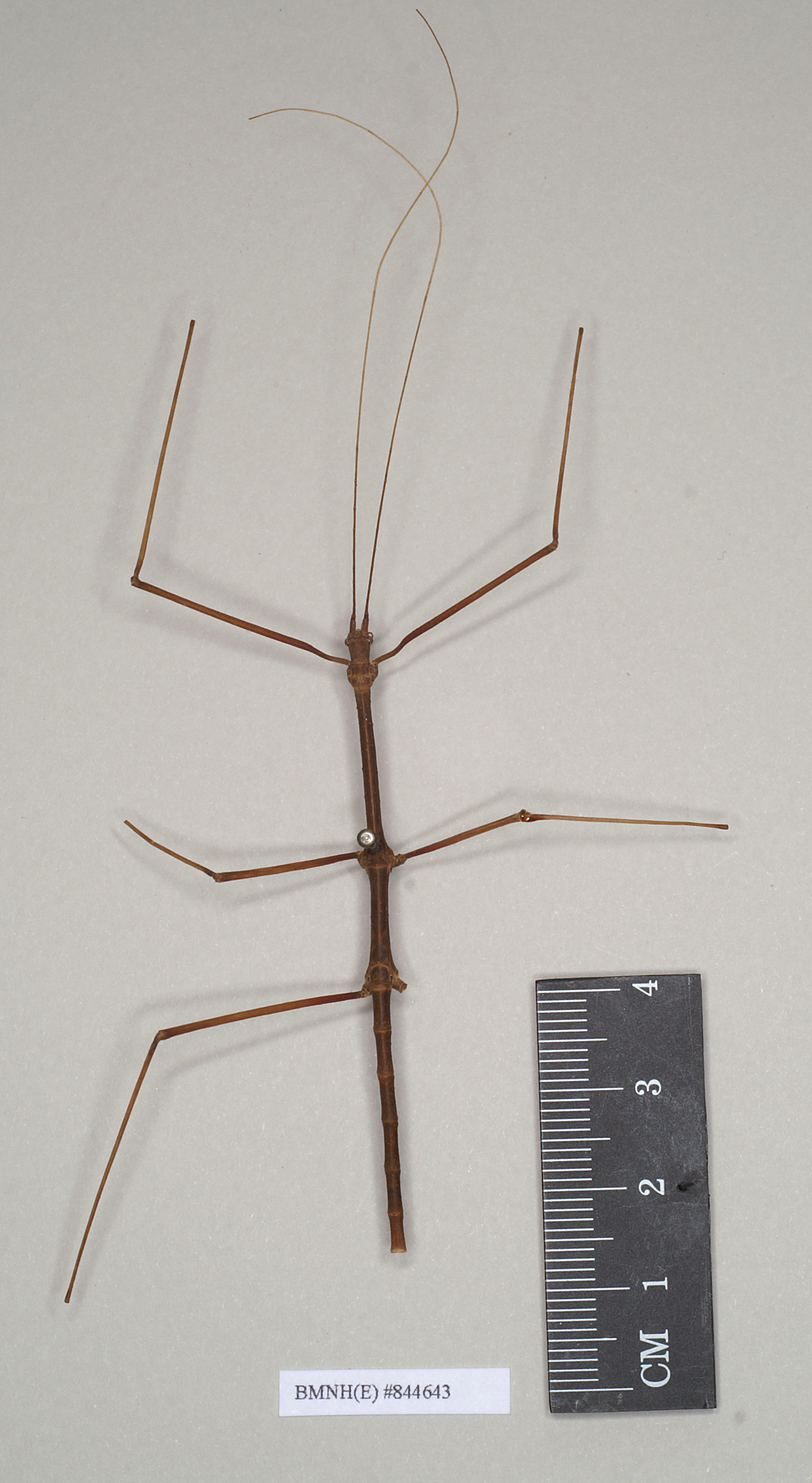 CollectionObject 1559502; NHMUK(SF IMPORT DUPLICATE) 844643, a6b8ea8a-81d5-4154-8cf0-2d6203f20fdb: copyright Natural History Museum, London. male (holotype). (CollectionObject).