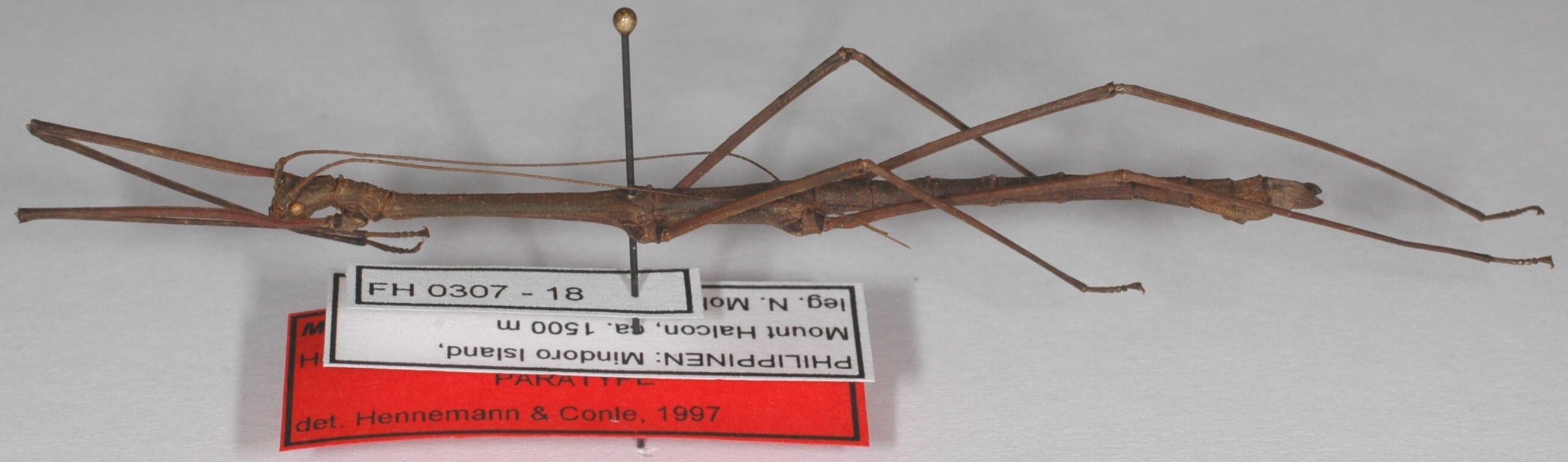 Manduria halconensis Hennemann & Conle, 1997: copyright F. Hennemann. male (paratype). (Otu).
