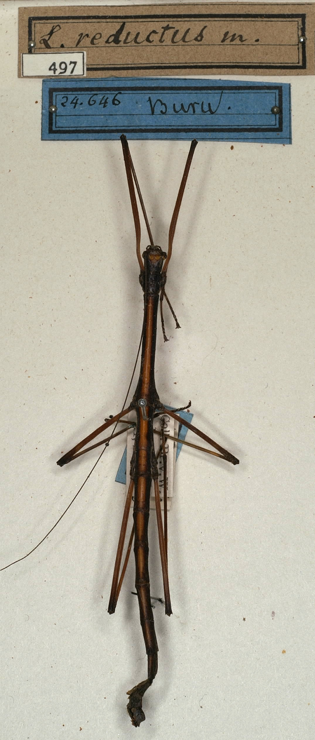 CollectionObject 1559504; NMW 497, 35b586f9-54e0-4497-9246-43a4fead3d91: copyright NMW, Vienna. male of synonym Lonchodes reductus (holotype). (CollectionObject).
