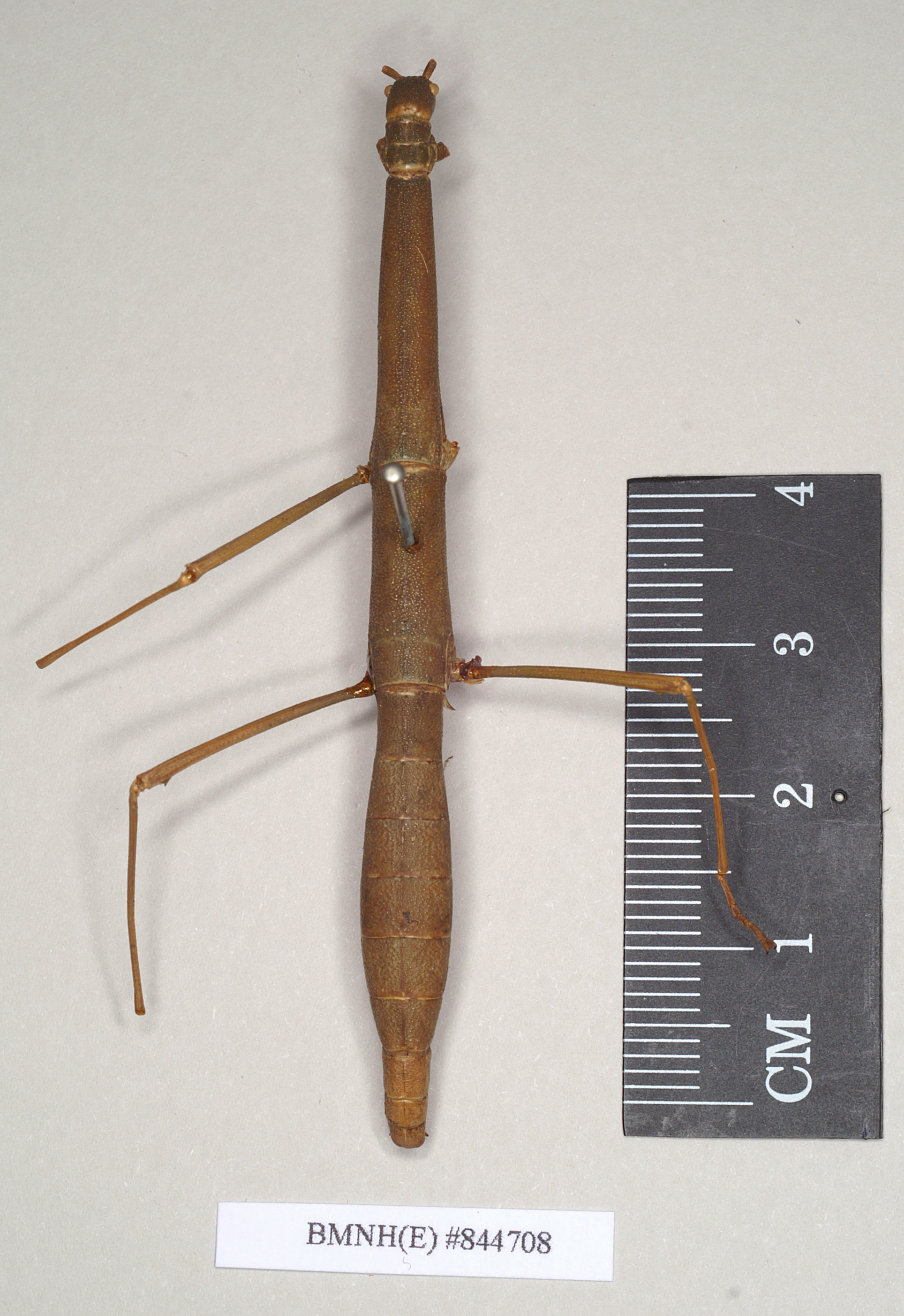 CollectionObject 1561002; NHMUK(SF IMPORT DUPLICATE) 844708, 4b5dcd0b-d6da-4636-882a-4c48ef5d5038: copyright Natural History Museum, London. female Phasma graniferum (holotype). (CollectionObject).