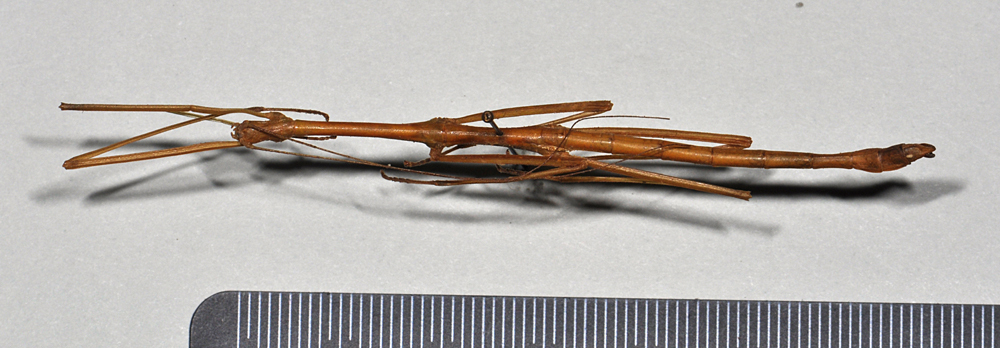 Phraortes elongatus (Thunberg, 1815): copyright NTUC. male, dorsal view (syntype). (Otu).