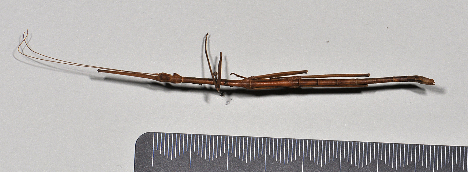 CollectionObject 1561182; ca722f59-5ae0-4d4f-8225-88a048e4085c: copyright NTUC. male, dorsal view (syntype). (CollectionObject).;CollectionObject 1561183; 82a3663e-d3c8-40f6-994b-015a810d7a76: copyright NTUC. male, dorsal view (syntype). (CollectionObject).