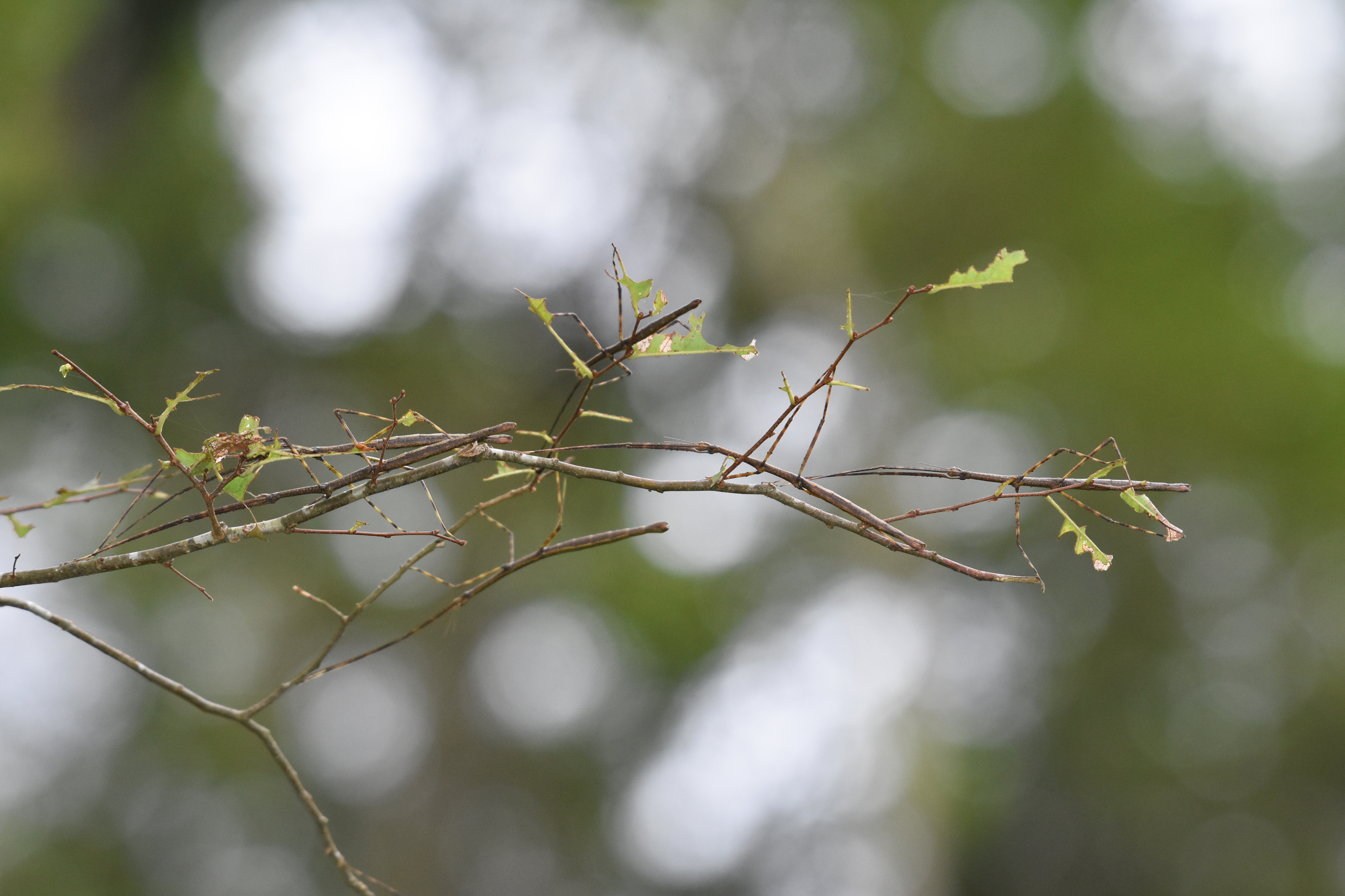 Ramulus mikado (Rehn, 1904): copyright Koji Tojo. in nature, during outbreak in the Akashina area of Japan, 27 July 2017. (Otu).