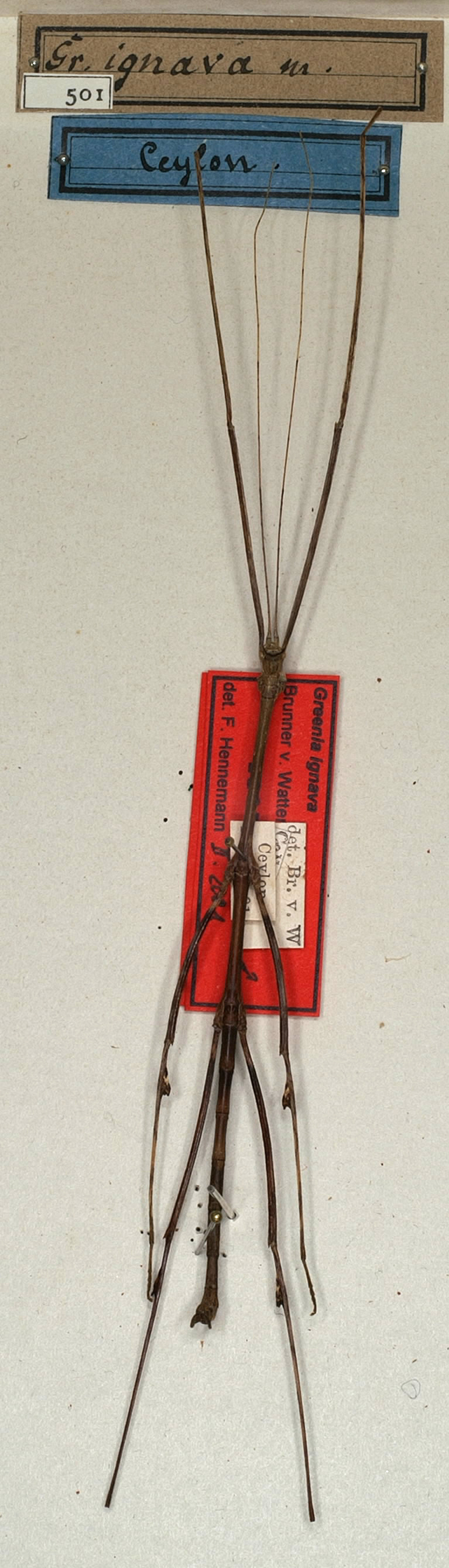 CollectionObject 1561334; NMW 501, 86298a00-1a7b-4d97-b45a-618cfda5c2d1: copyright NMW, Vienna. male (lectotype). (CollectionObject).