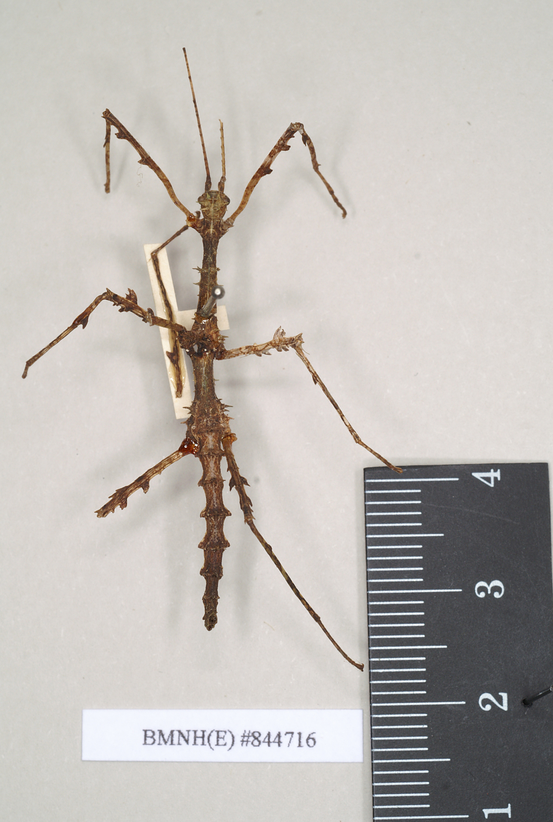 CollectionObject 1561336; NHMUK(SF IMPORT DUPLICATE) 844716, 8f2f0cbb-2369-4b48-8f04-7471200ee3f3: copyright Natural History Museum, London. male (holotype). (CollectionObject).