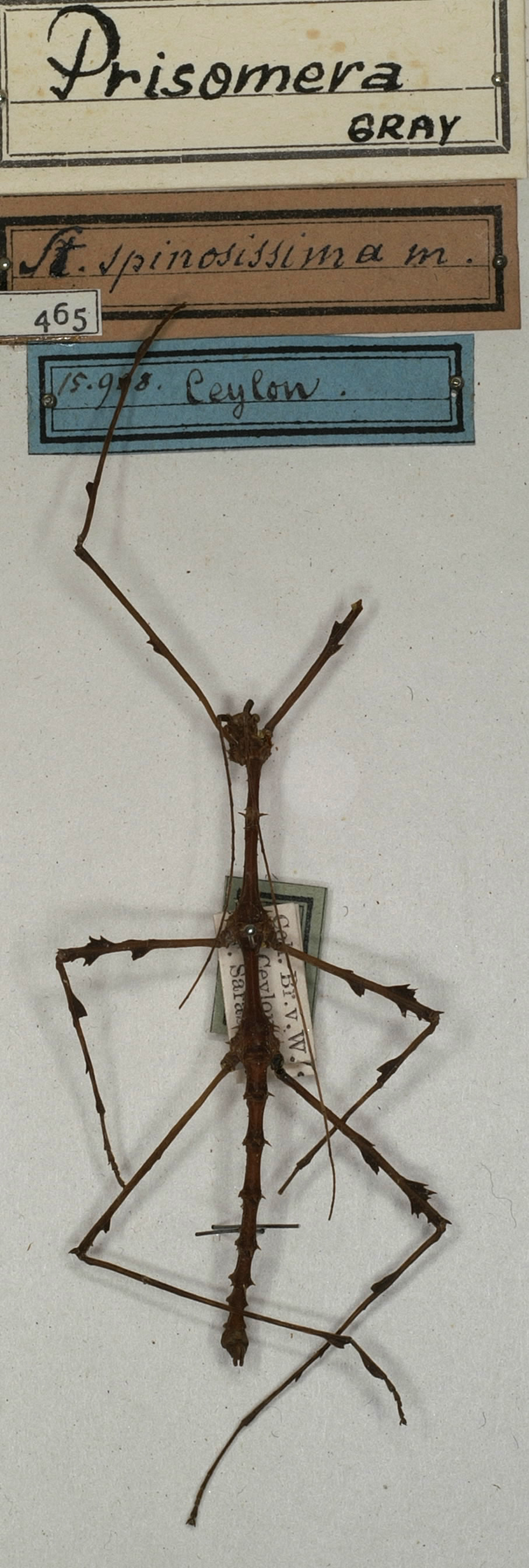 CollectionObject 1561346; NMW 465, 77a2d884-dc66-4e56-8641-da1f4ab9e453: copyright NMW, Vienna. male (holotype). (CollectionObject).