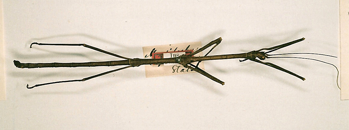 CollectionObject 1557659; 6bdf97a1-3040-43ab-ad0d-6837b46b4c83: copyright NHRS, Stockholm. male (holotype). (CollectionObject).