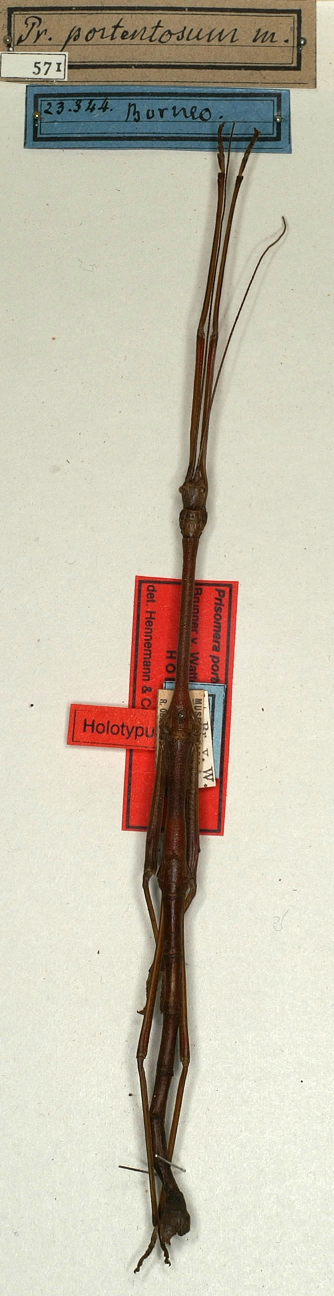 CollectionObject 1561117; NMW 571, 83f3fe11-c367-44e1-8288-50c9a788ce9d: copyright NMW, Vienna. male (holotype). (CollectionObject).