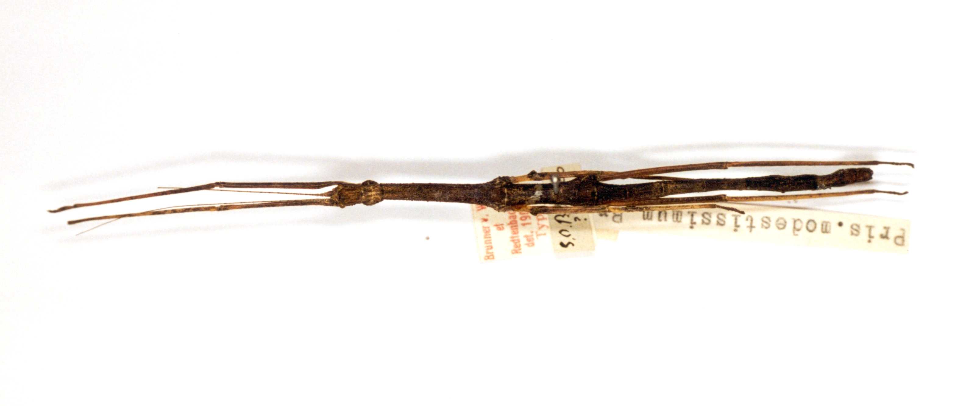 CollectionObject 1559497; 662145d6-1e94-4173-b4ce-ca08a00343ad: copyright ETHZ. female of synonym Prisomera modestissimum (holotype). (CollectionObject).