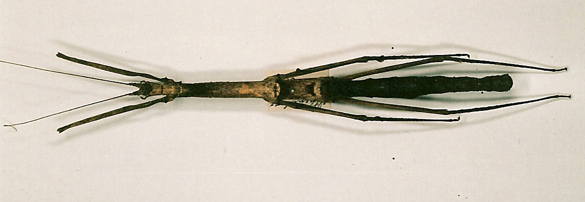 CollectionObject 1562125; b83a43eb-5ad1-4854-ac72-62ae58a3d1eb: copyright NHRS, Stockholm. female (holotype). (CollectionObject).