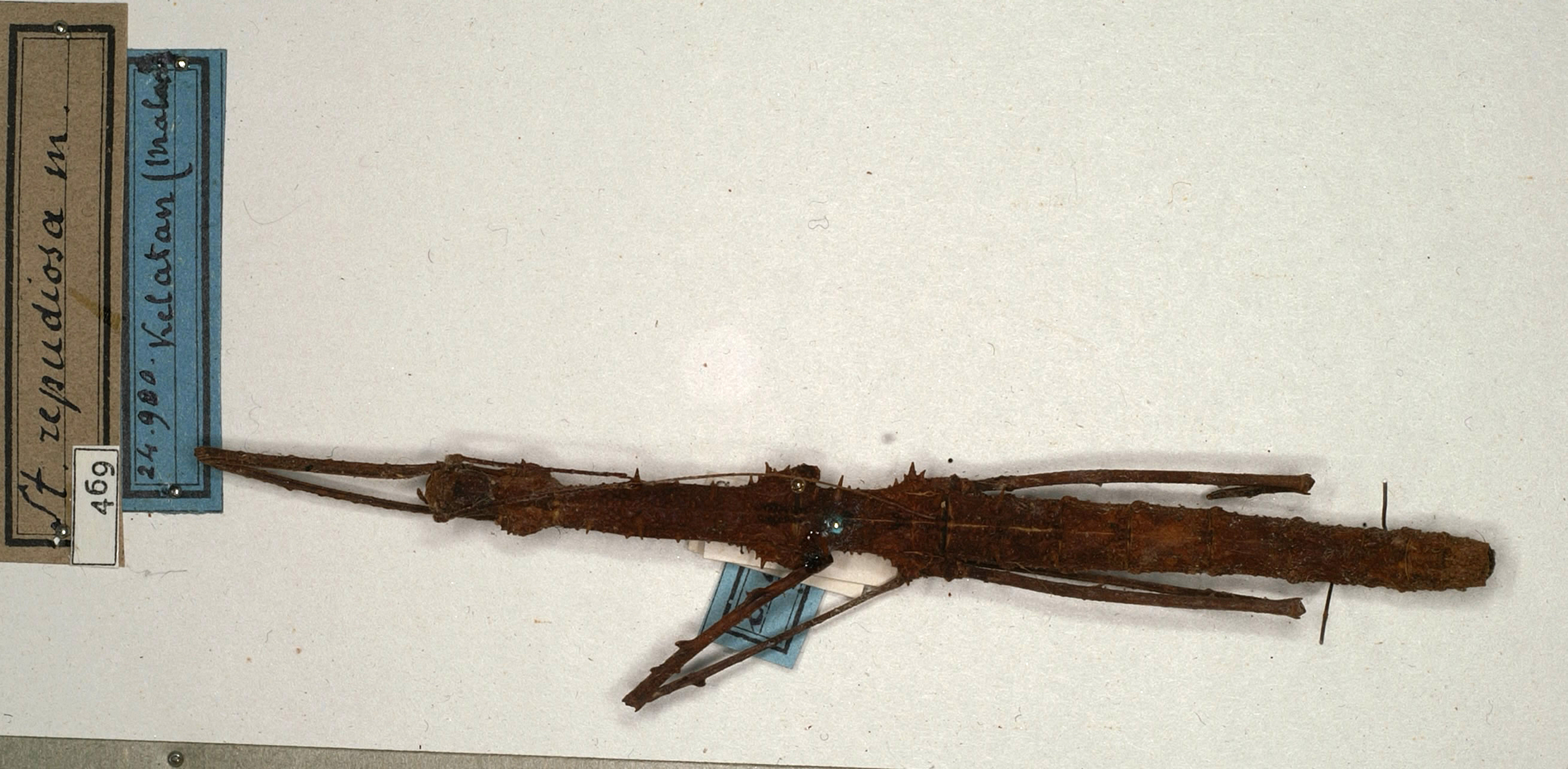 CollectionObject 1562128; NMW 469, 843e7752-eaf2-4327-9644-a3aa83d53135: copyright NMW, Vienna. female Stheneboea repudiosa (holotype). (CollectionObject).