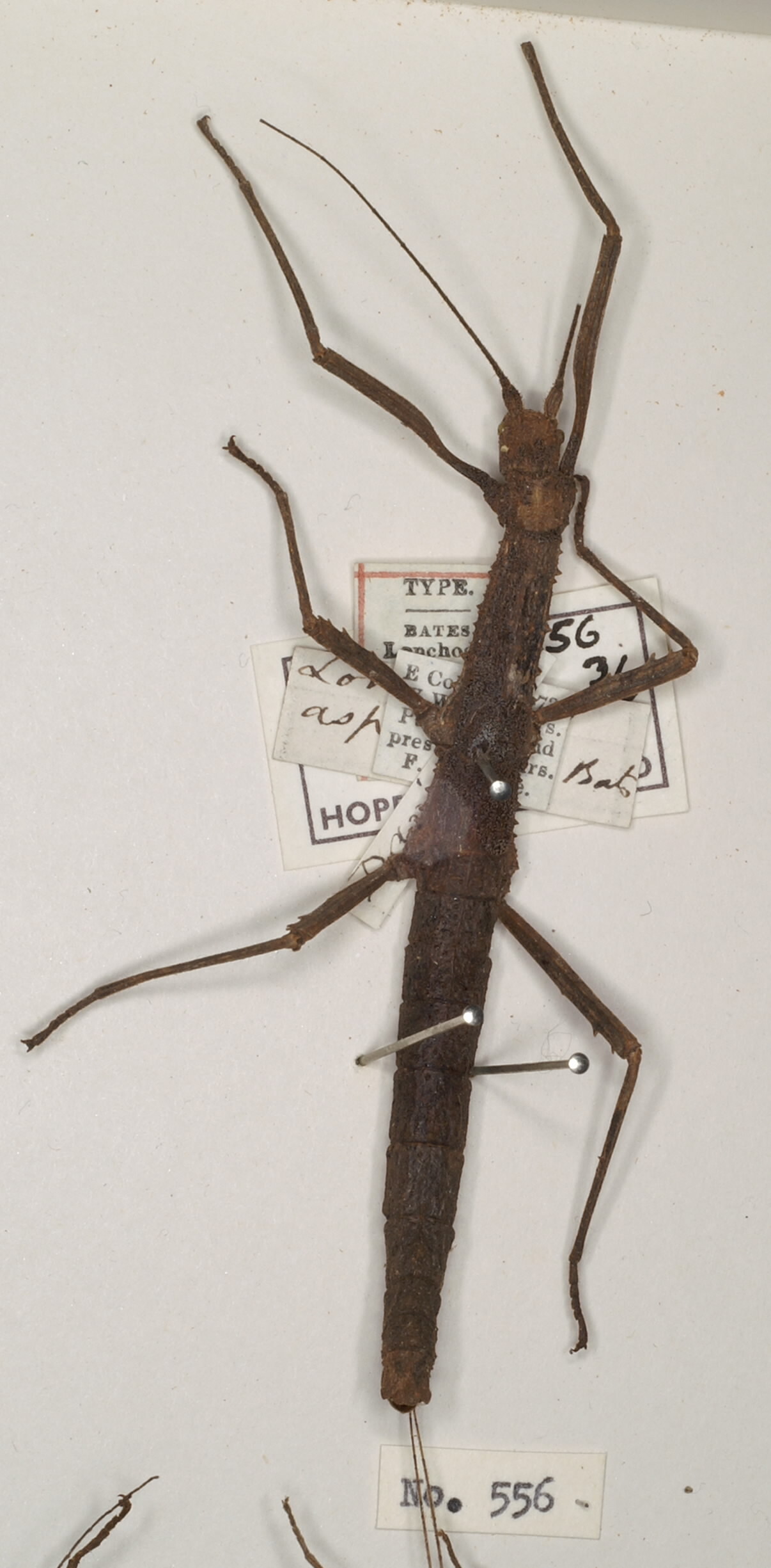 CollectionObject 1560111; 0fe6f8cb-e41b-4f24-8f3f-bc8539997747: copyright UMO. female (syntype). (CollectionObject).;CollectionObject 1560112; 7fc28f2a-dadd-4e87-b8f9-13f2164bf8f6: copyright UMO. female (syntype). (CollectionObject).