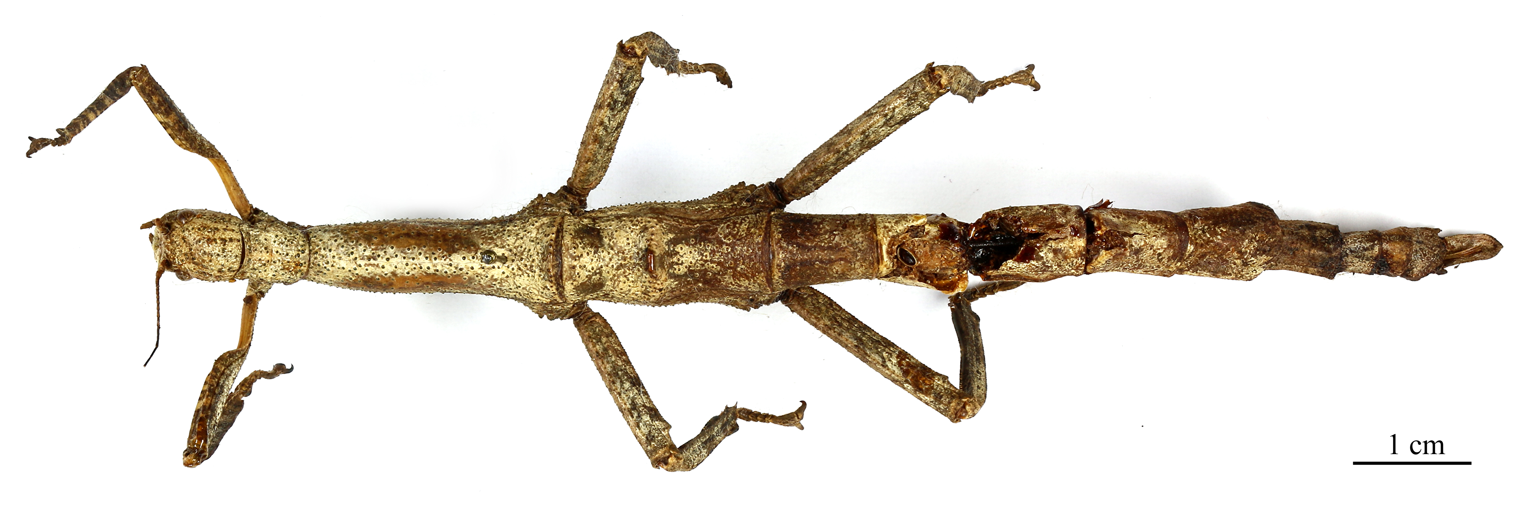 CollectionObject 1557850; dd433b6c-65b8-466c-83ad-dbb302d7129b: copyright MNHN, Paris. female nymph (holotype). (CollectionObject).