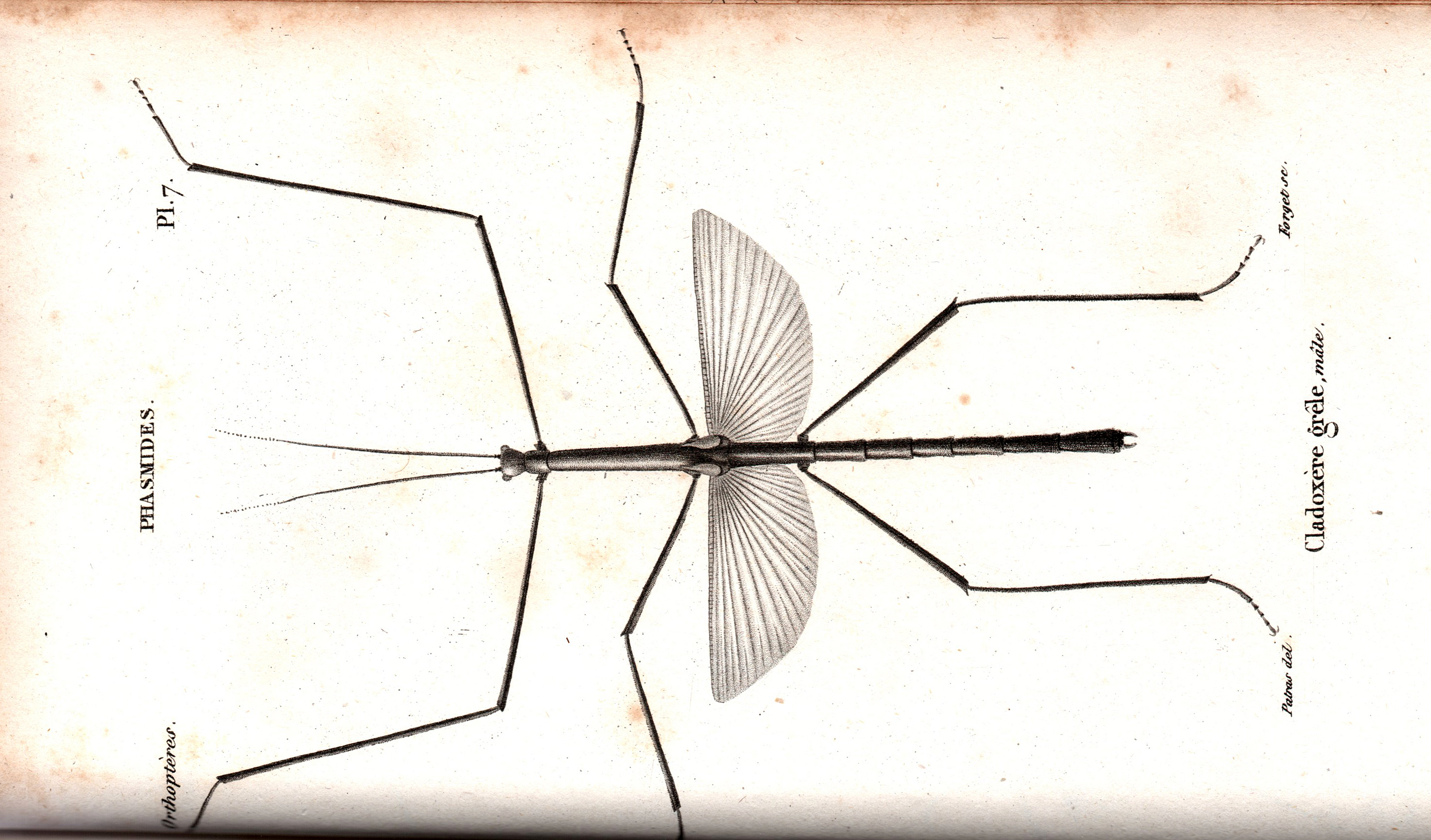 Cladoxerus Le Peletier & Audinet-Serville, 1828: from Serville, 1838. Cladoxerus gracilis male TYPE SPECIES. (Otu).