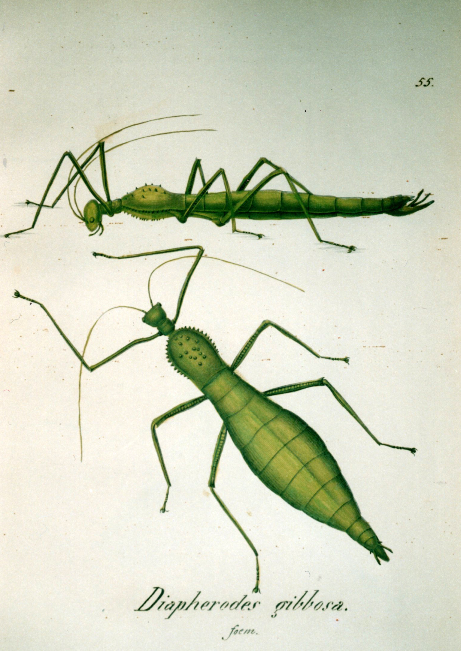 Cranidium Westwood, 1843: from Charpentier 1845. female of Cranidium gibbosum [TYPE SPECIES]. (Otu).