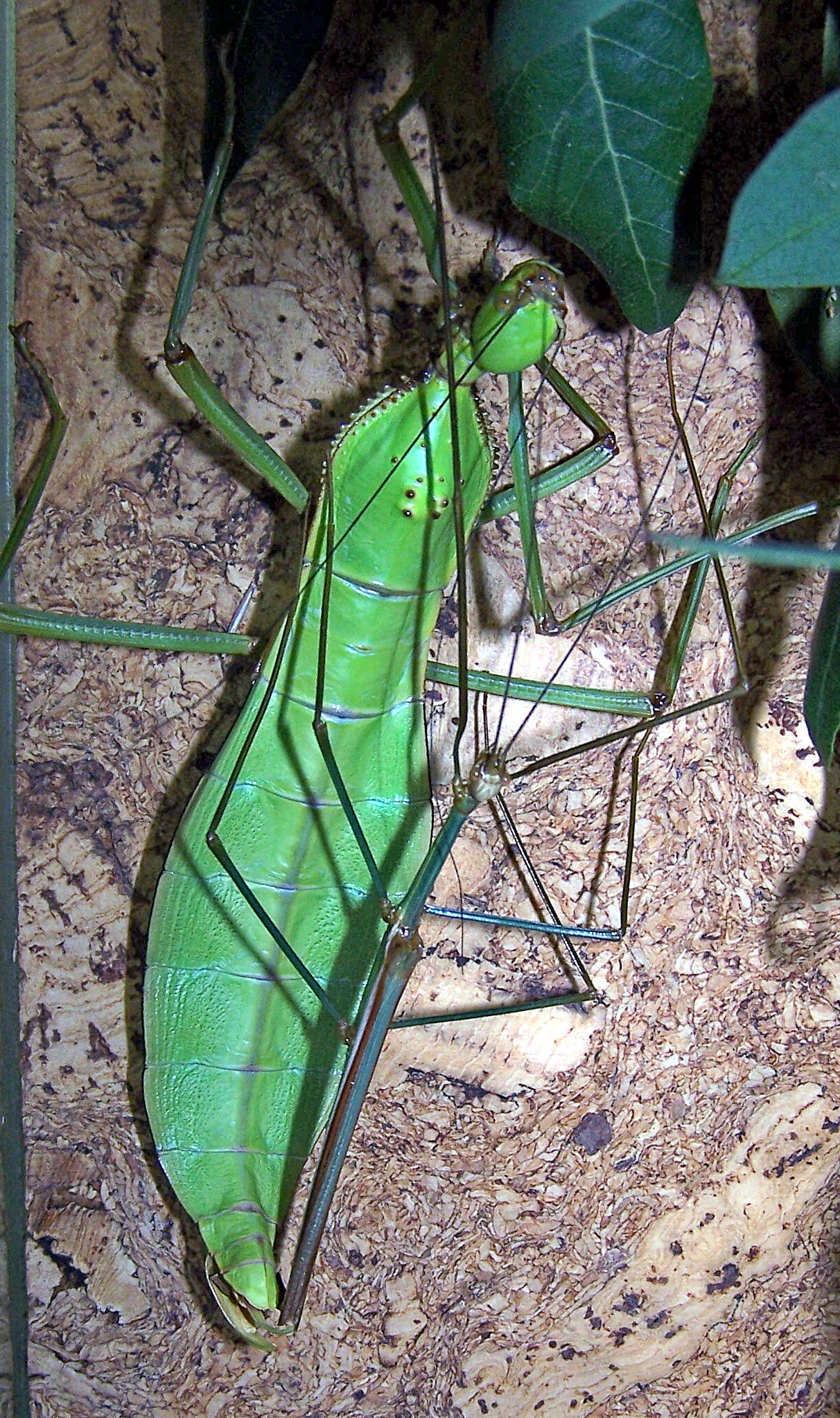 Cranidium gibbosum (Burmeister, 1838): copyright K. Rabaey & R. Simeons. mating pair, culture stock, ex. French Guiana. (Otu).
