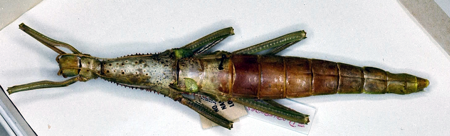 CollectionObject 1558334; 3dffb3fa-b8d8-4ef0-bd2b-8b9e1a206d72: copyright ANSP. female (holotype). (CollectionObject).