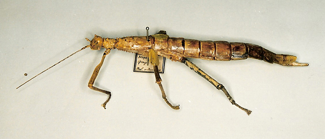 CollectionObject 1558340; 0b01bba3-78fe-4114-9c15-00731d3ad624: copyright O. Zompro. female of synonym Haplopus grayi (holotype). (CollectionObject).