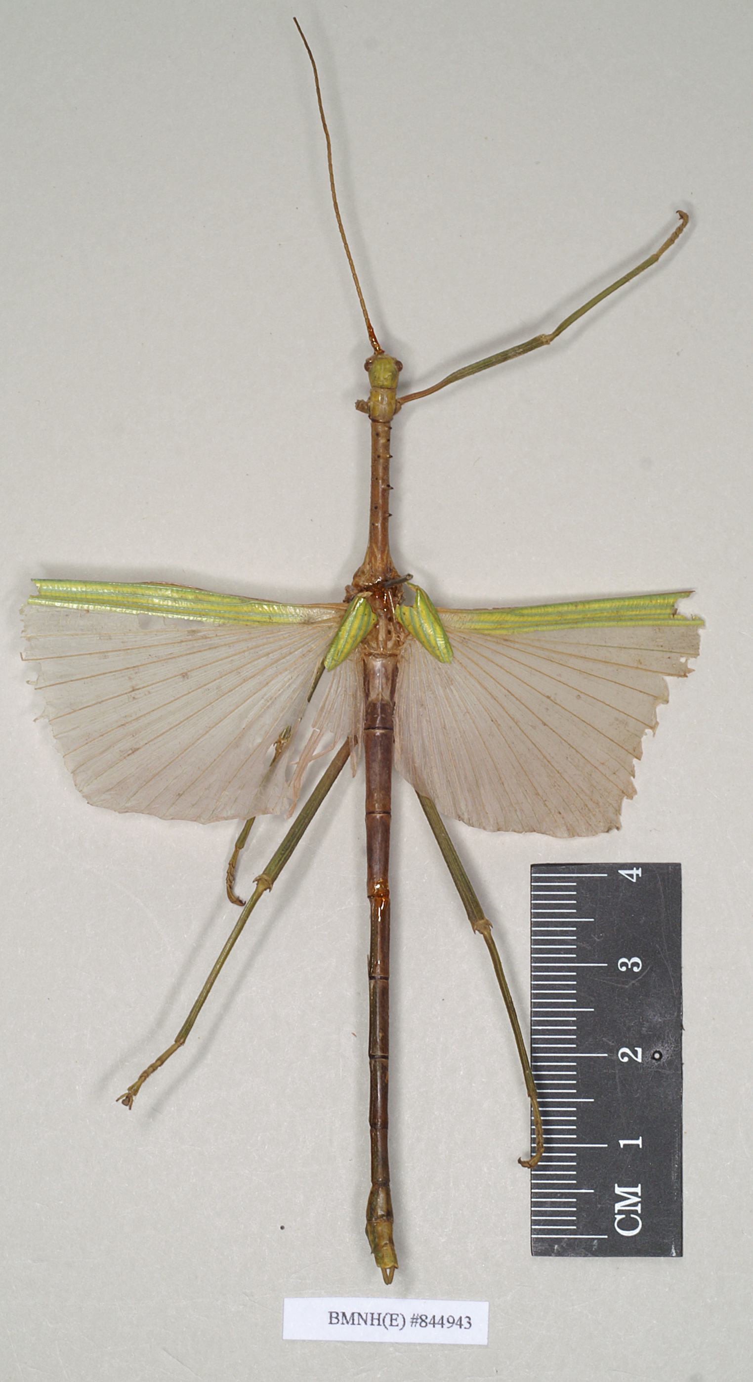 CollectionObject 1558909; NHMUK(SF IMPORT DUPLICATE) 844943, 1aa9a8e5-1d08-469a-80e4-efe03756fa65: copyright Natural History Museum, London. male (holotype). (CollectionObject).