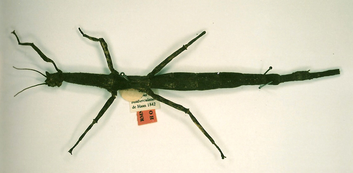 CollectionObject 1558905; b02165ff-0d72-484d-890d-f5bb59317373: copyright RMNH, Leiden. female of synonym Haplopus bituberculatus (holotype). (CollectionObject).