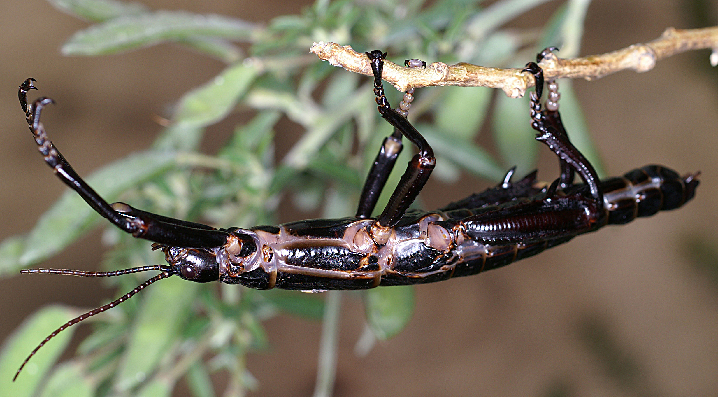 Dryococelus Gurney, 1947: copyright Paul D. Brock. male of Dryococelus australis [type species] - Ball's Pyramid stock, Melbourne Zoo culture, 2006. (Otu).