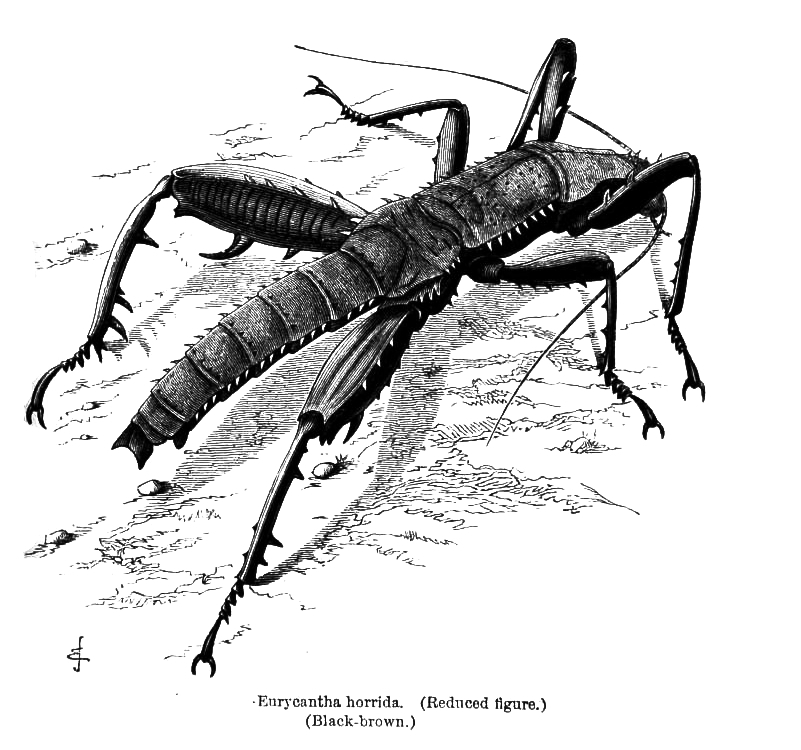 Eurycantha horrida Boisduval, 1835: note large spines on femora and large subbasal spine on hind tibiae [much smaller in the related E. calcarata]. (Otu).