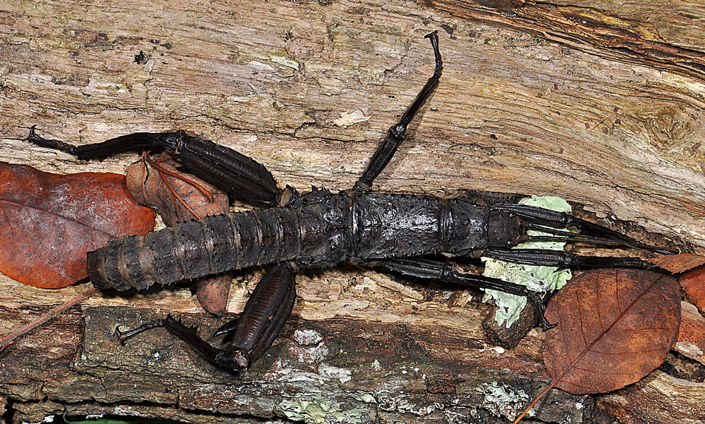 Eurycantha calcarata Lucas, 1869: Copyright Paul D. Brock. male from Papua New Guinea: Kimbe, culture stock. (Otu).
