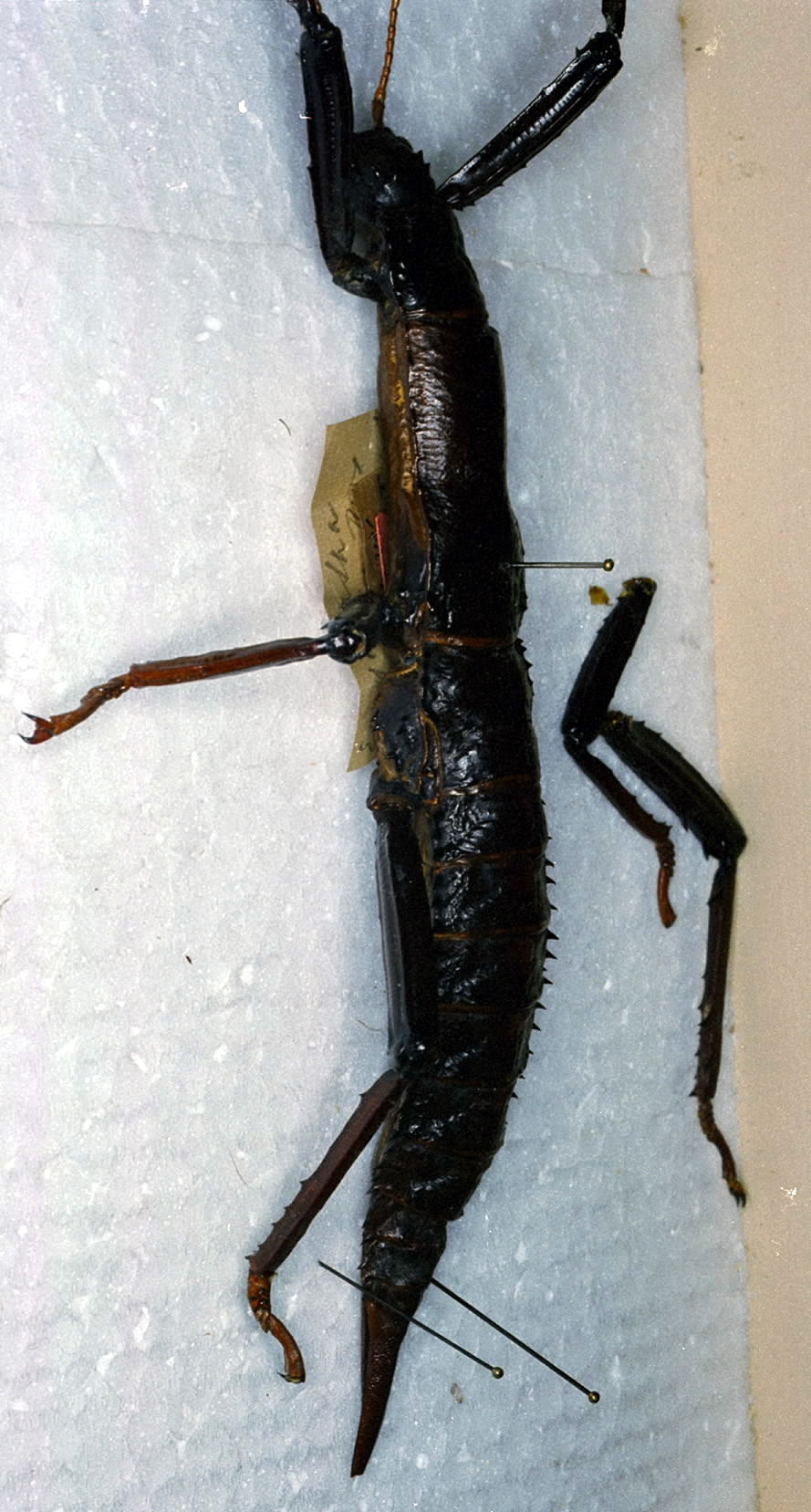 CollectionObject 1558737; 9c07d409-4c4e-468c-a504-e945f42ff11d: copyright ZMAN [Amsterdam]. female, lateral view (holotype). (CollectionObject).