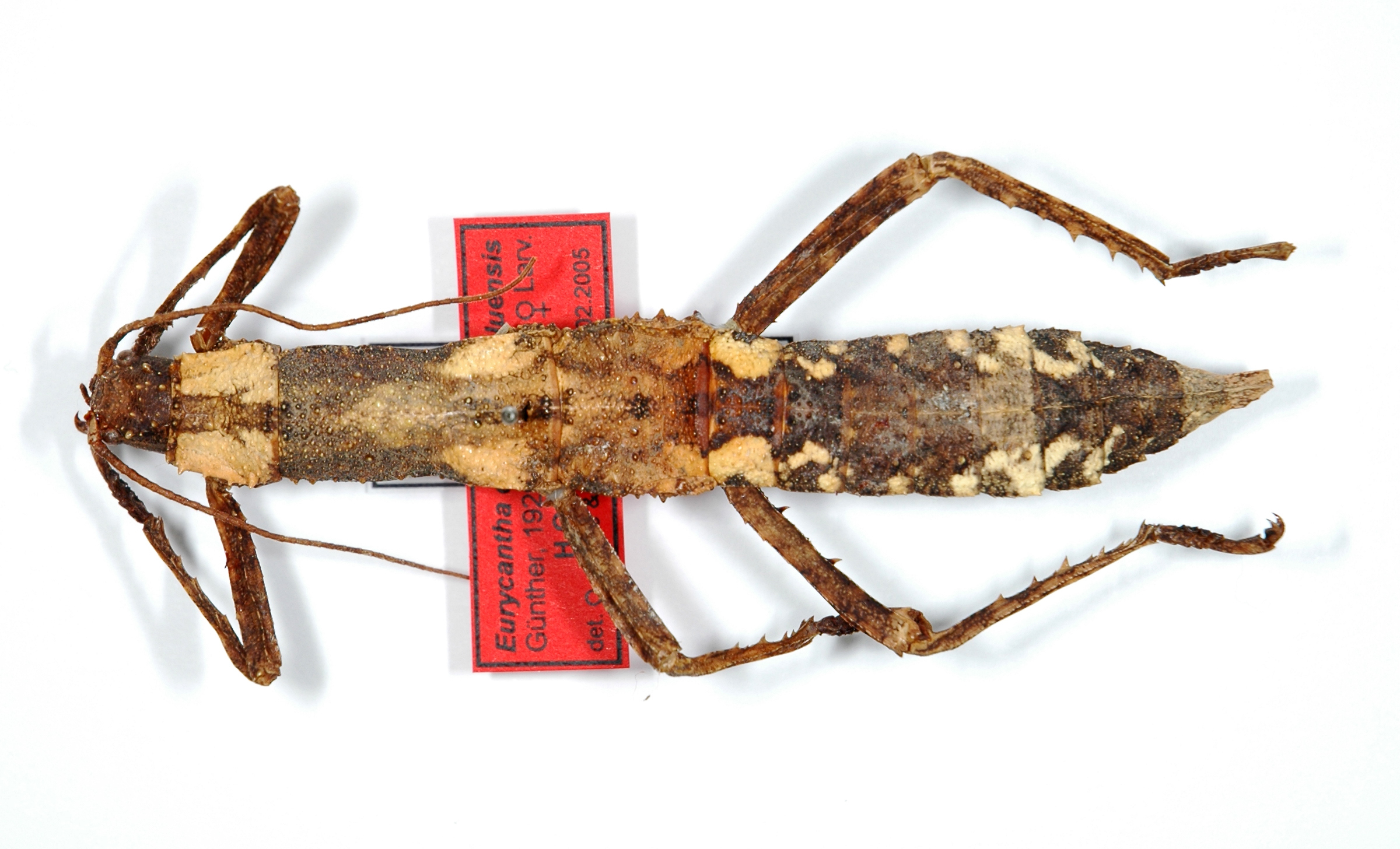 CollectionObject 1558754; c82ade27-21ec-4652-adec-09226b6aabcc: copyright ZMHB, Berlin. female, dorsal view (holotype). (CollectionObject).