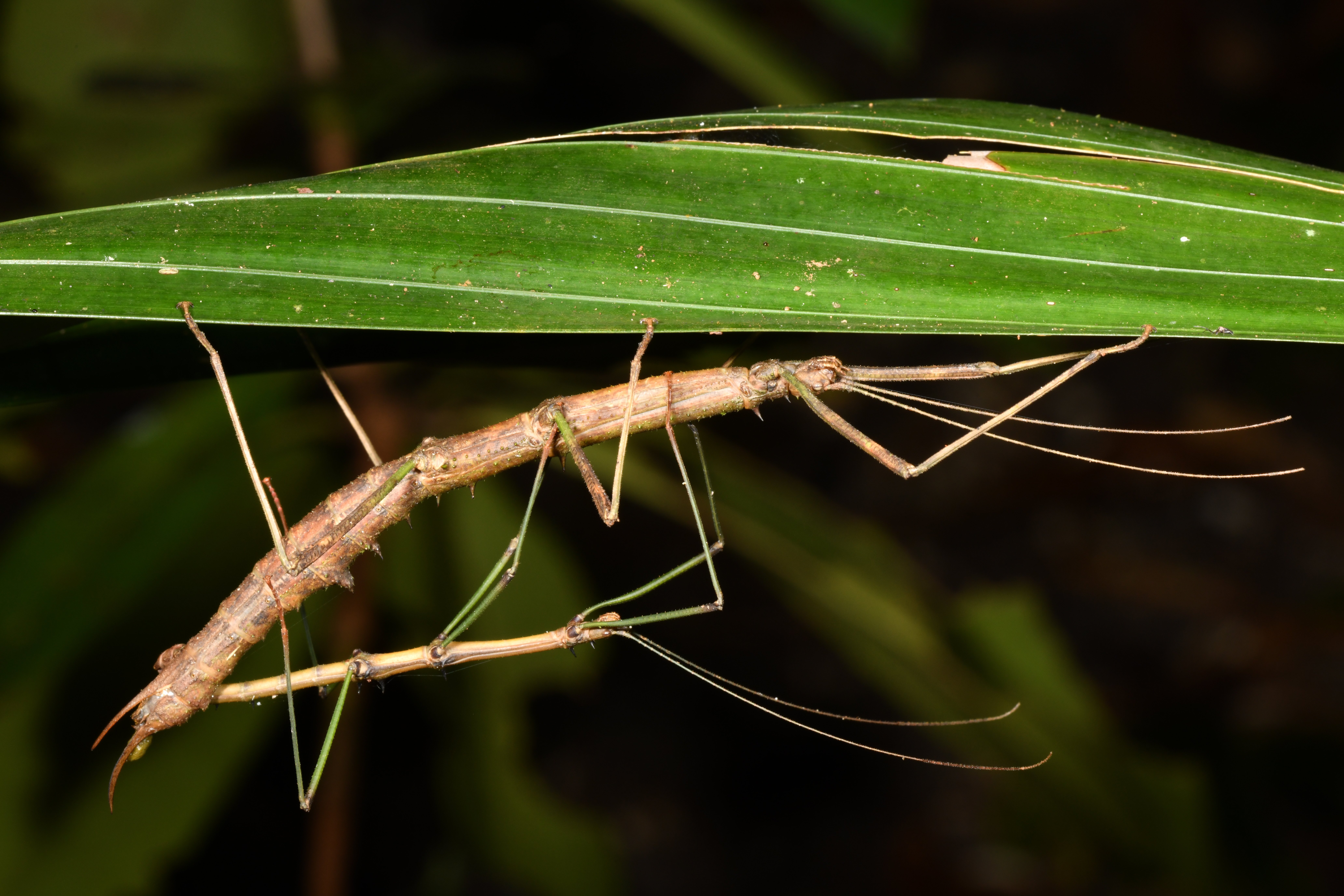Neopromachus Giglio-Tos, 1912: copyright Loïc Degen. mating pair of Neopromachus wallacei [type species] on Aru Island, 22 August 2019. (Otu).