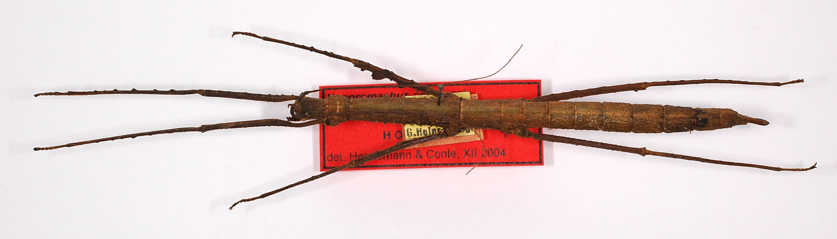 CollectionObject 1560172; 394129f9-285a-4214-b1dc-afa7e79dede9: copyright ZMB, Berlin. female (holotype). (CollectionObject).