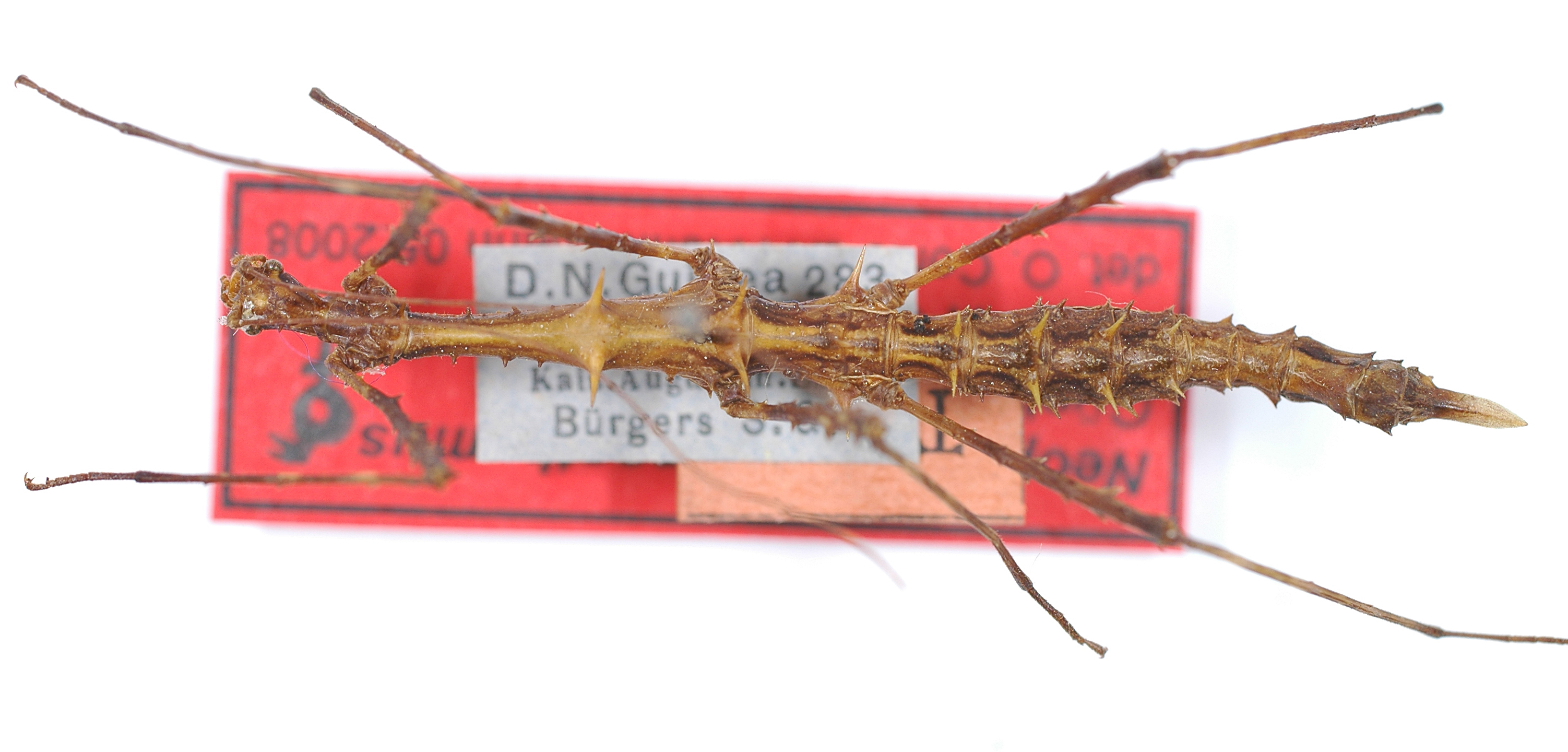 CollectionObject 1560246; 17d28cdf-da6d-4a1a-b362-f7efbd95e9b7: copyright ZMB, Berlin. female (holotype). (CollectionObject).