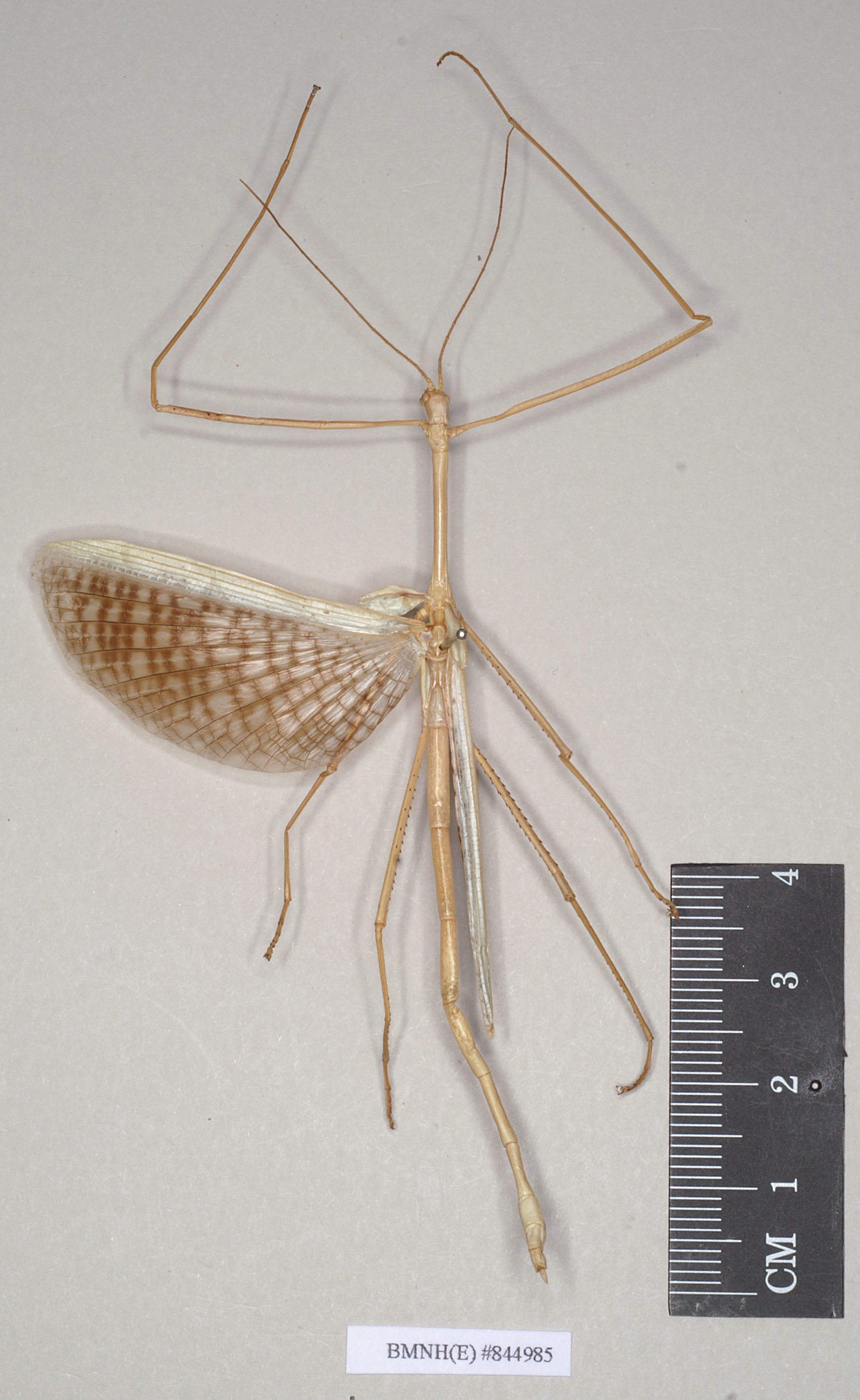 CollectionObject 1562317; 9764f21b-f01d-46bc-9ed4-c773e8b55df5: copyright Natural History Museum, London. male (syntype). (CollectionObject).;CollectionObject 1562318; 94c926ce-e396-490a-982d-8a539ecfebea: copyright Natural History Museum, London. male (syntype). (CollectionObject).