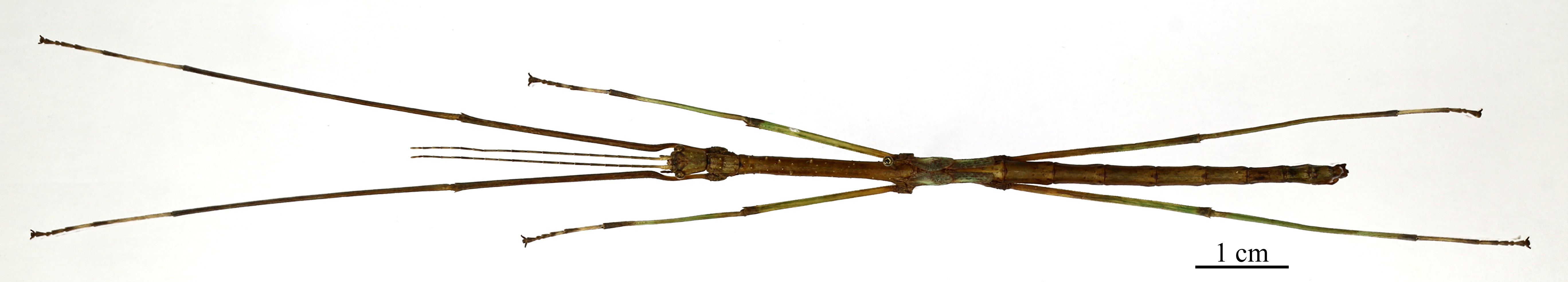 CollectionObject 1559712; 7b2f199d-1aa5-42fb-ad02-0de3bfaf6f55: copyright MNHN, Paris. male (holotype). (CollectionObject).
