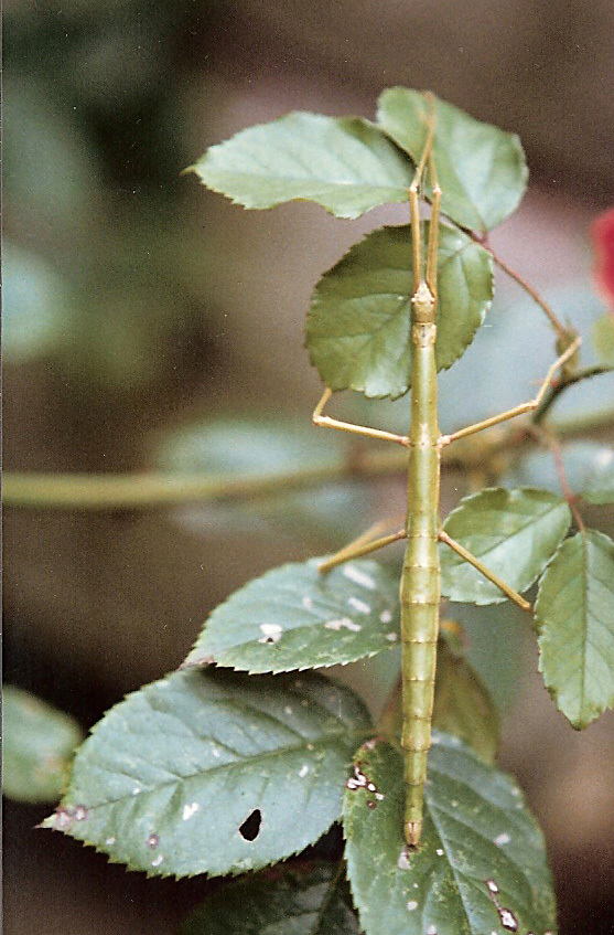 Acanthoxyla inermis Salmon, 1955: copyright P.D. Brock. female, Falmouth, Cornwall, UK, on rose, September 1987. (Otu).