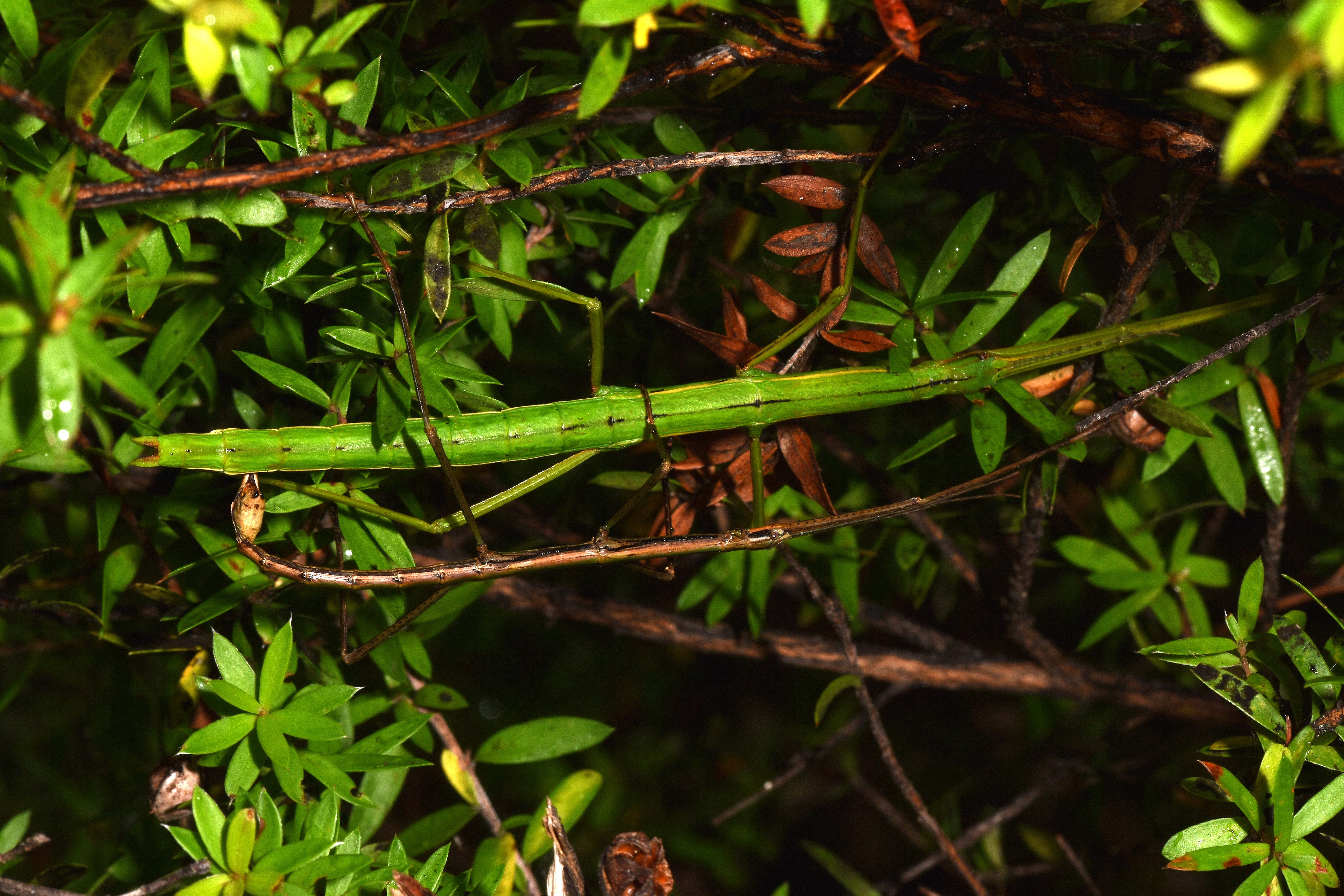 Clitarchus Stål, 1875: copyright Paul D. Brock. Clitarchus hookeri mating pair [type species], Muriwai, 16 February 2016. (Otu).