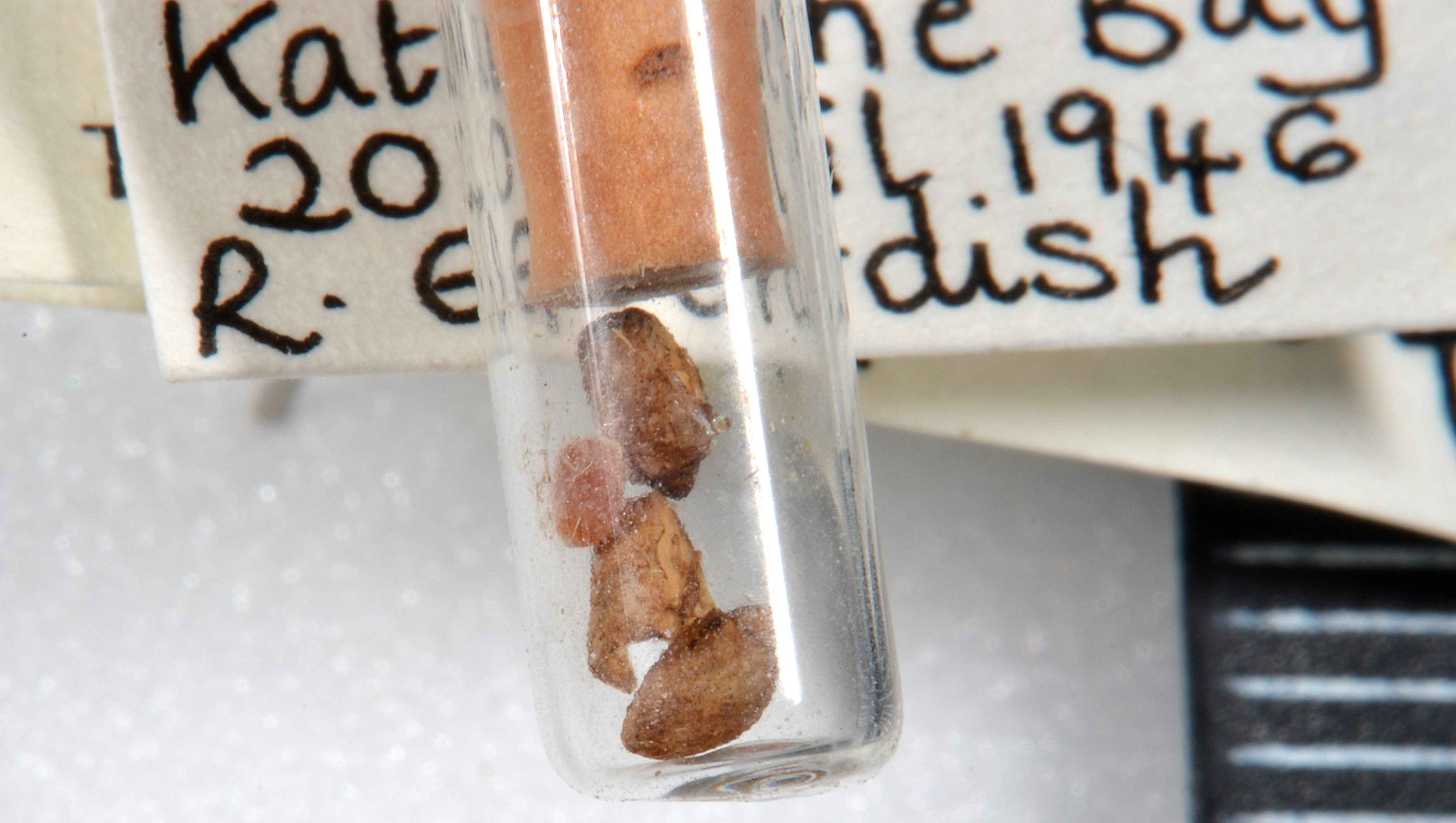Pseudoclitarchus sentus (Salmon, 1948): copyright MONZ, Wellington. eggs, Three Kings Is. (Otu).