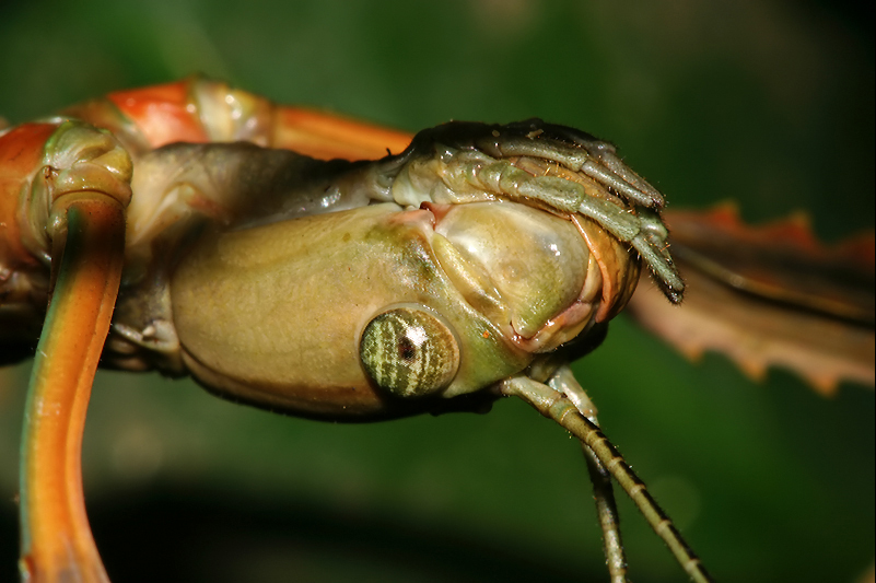 Acrophylla wuelfingi (Redtenbacher, 1908): copyright J. Sztraka. close up of female's head, Queensland: Kuranda, 6 June 2007. (Otu).